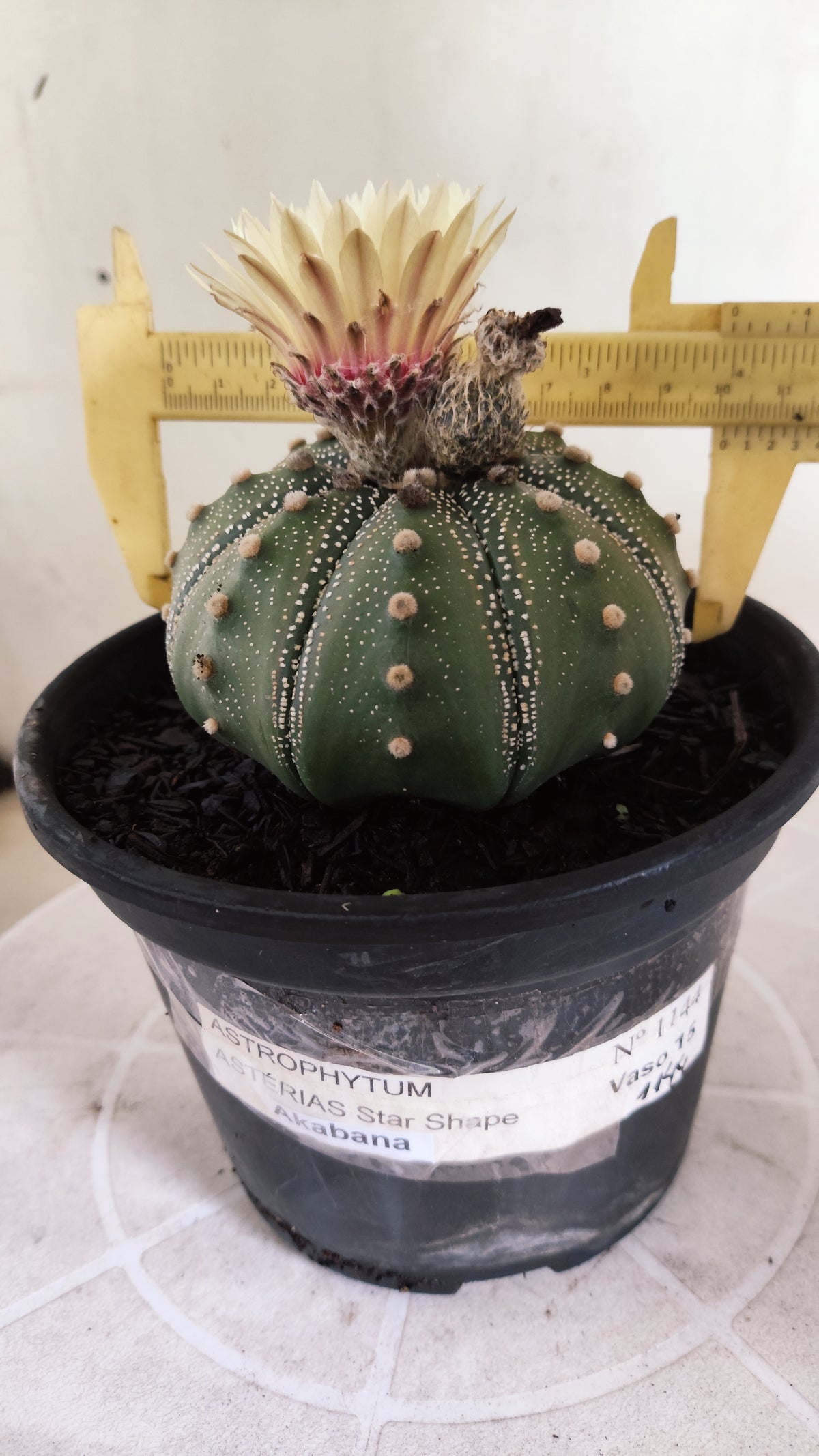 ASTROPHYTUM ASTERIAS "STAR SHAPE - Akabana"   Nº 1144 – vaso 15