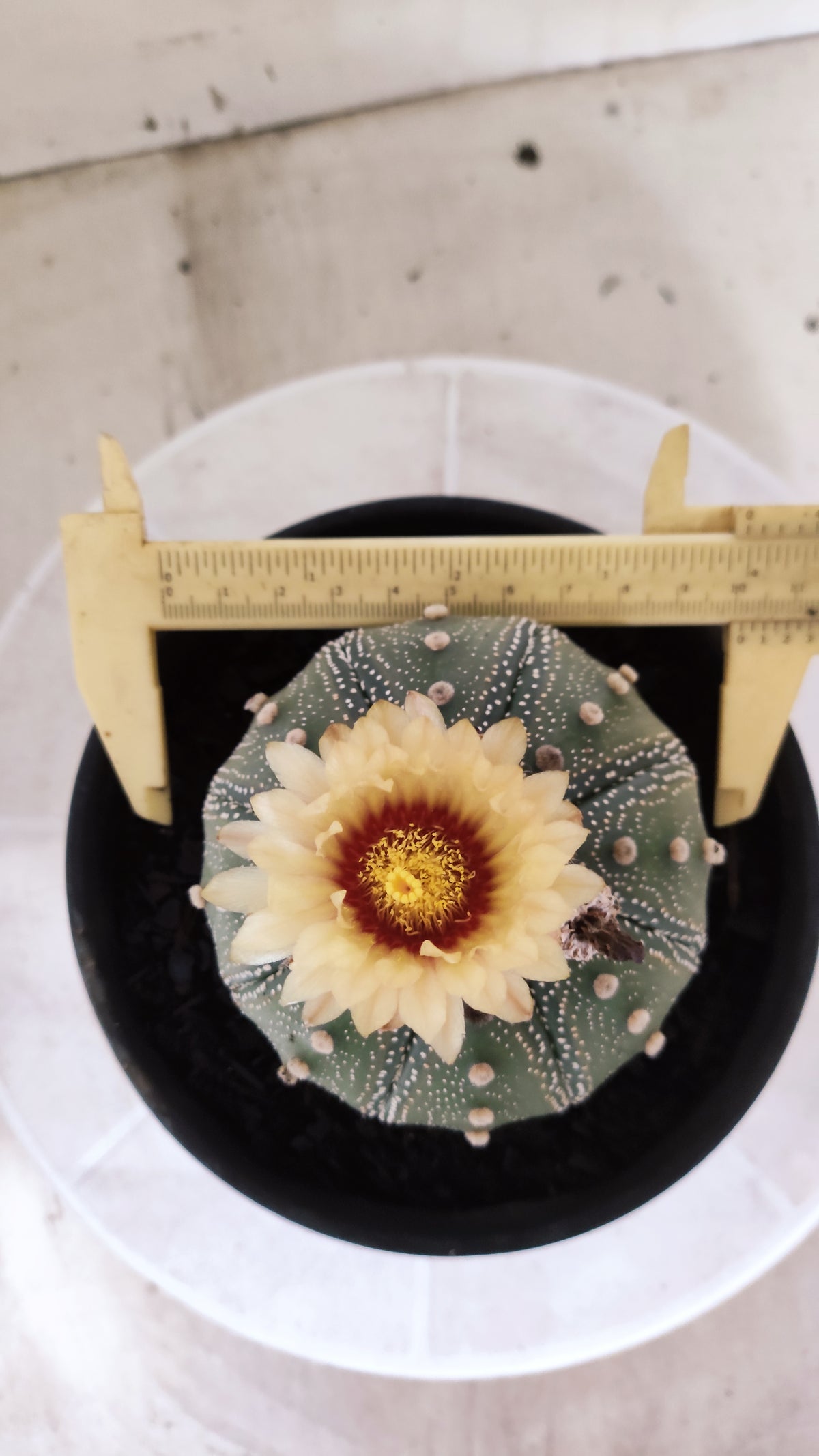ASTROPHYTUM ASTERIAS "STAR SHAPE - Akabana"   Nº 1144 – vaso 15
