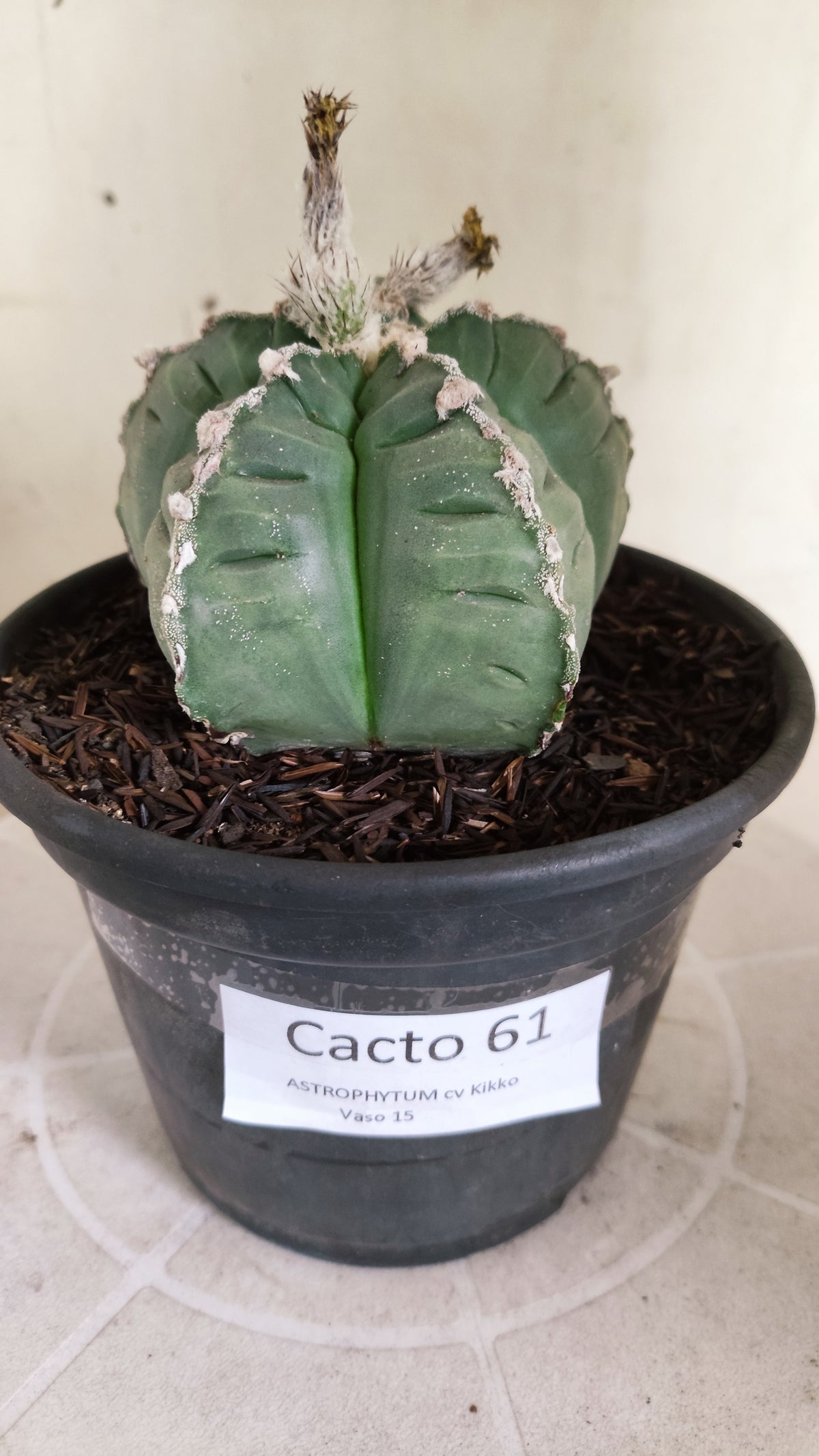 MATRIZ ASTROPHYTUM cv KIKKO  "HAKUJO" Nº 61 – vaso 15