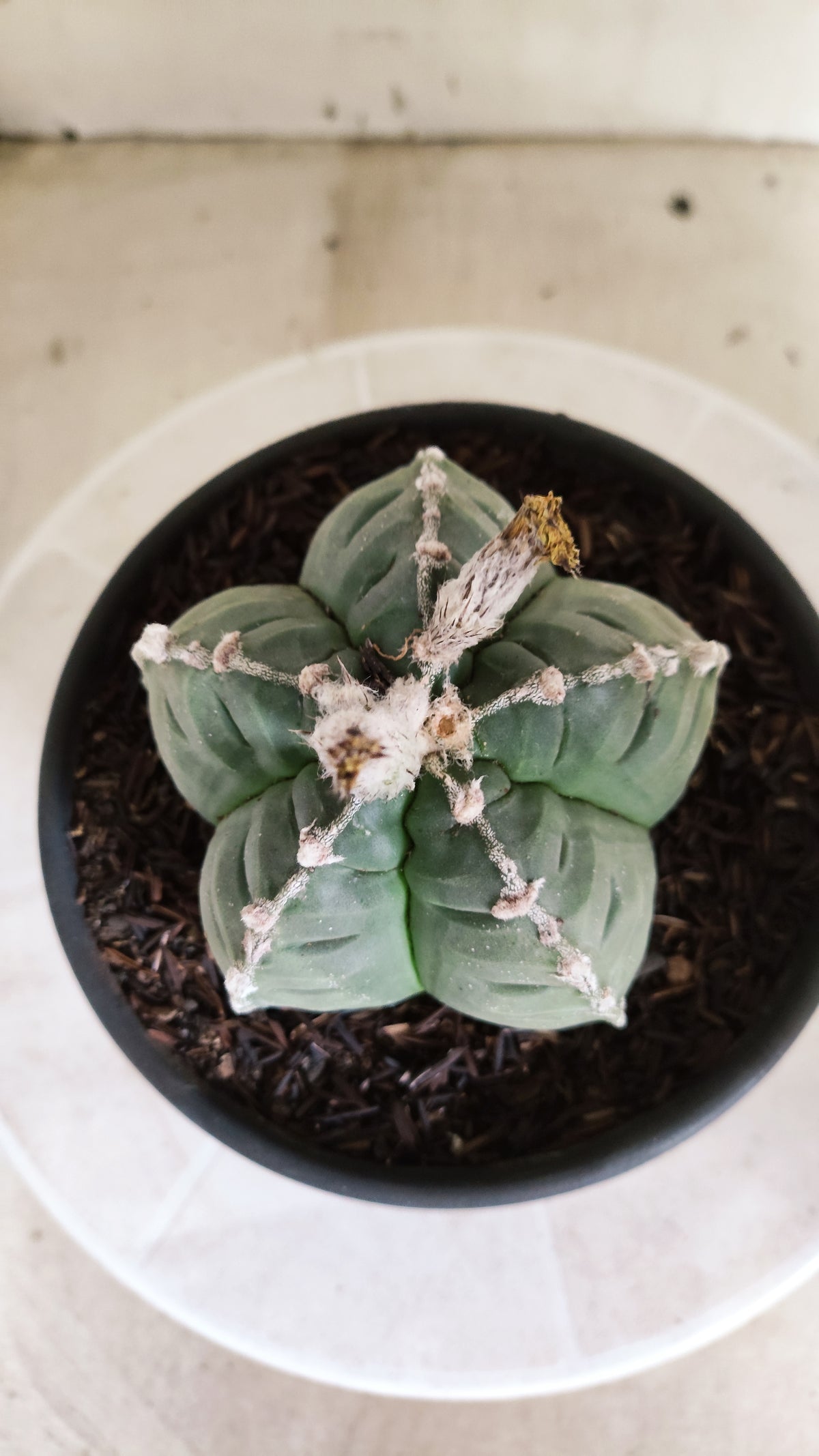 MATRIZ ASTROPHYTUM cv KIKKO  "HAKUJO" Nº 61 – vaso 15