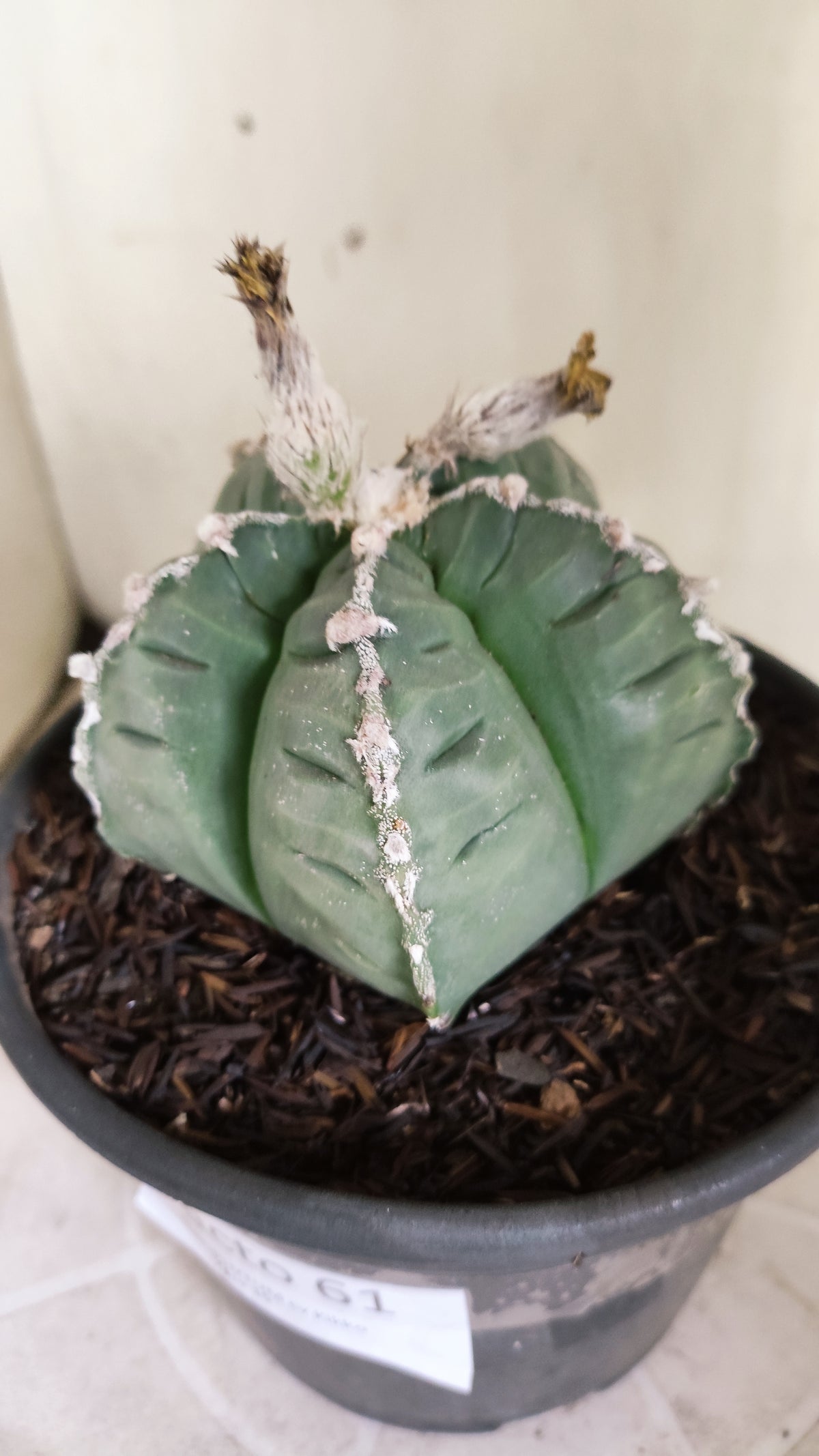 MATRIZ ASTROPHYTUM cv KIKKO  "HAKUJO" Nº 61 – vaso 15