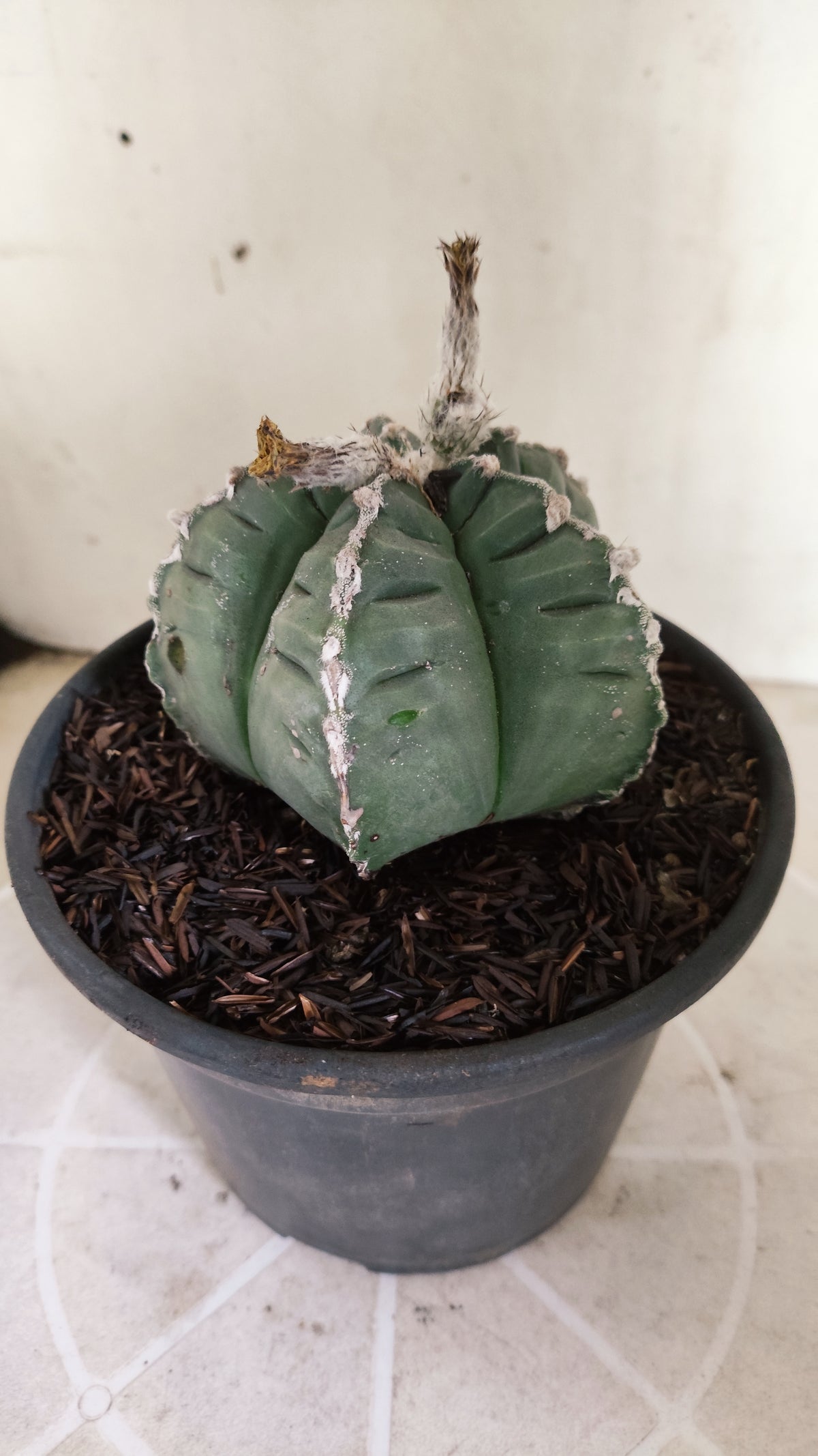 MATRIZ ASTROPHYTUM cv KIKKO  "HAKUJO" Nº 61 – vaso 15