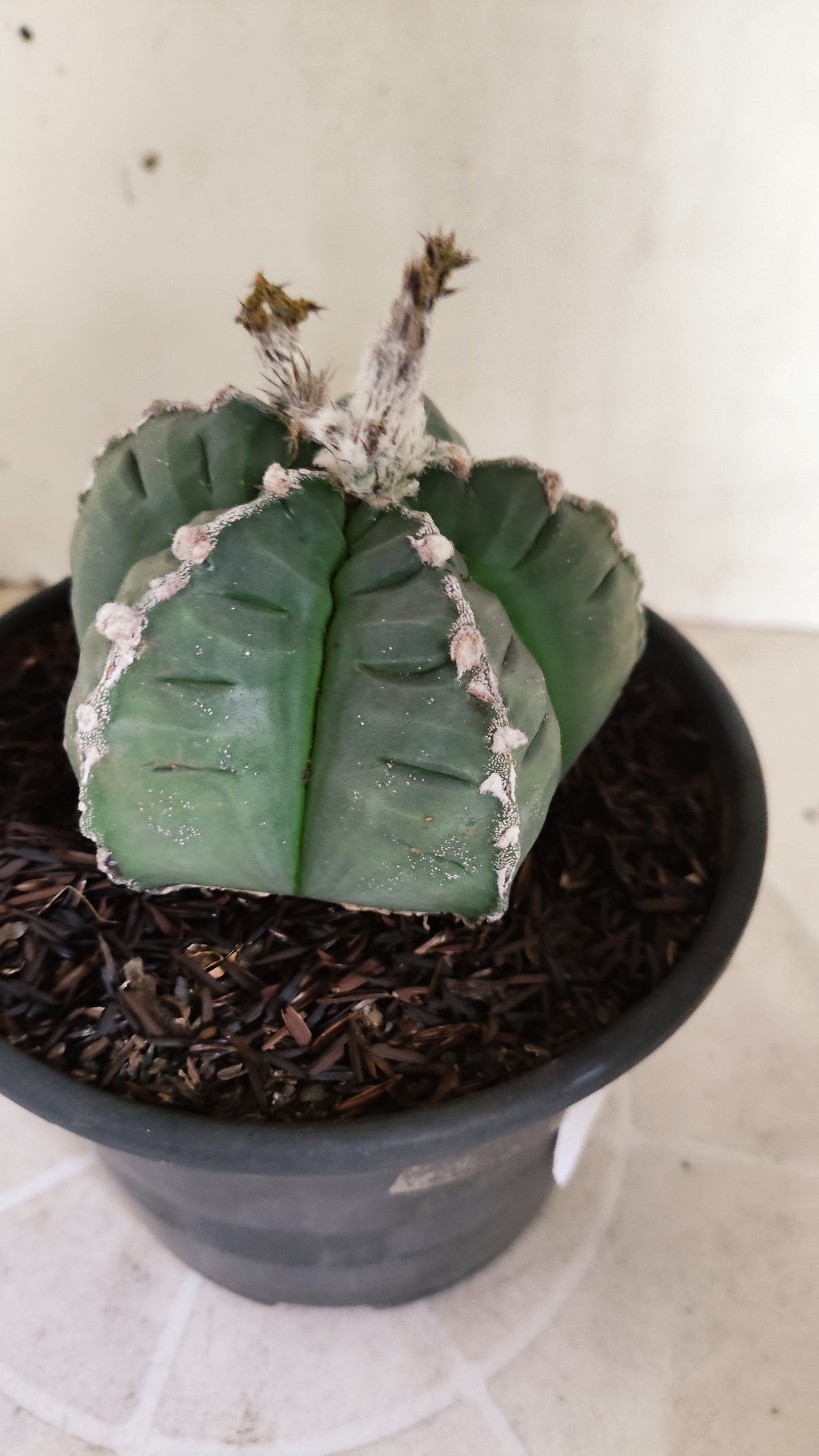 MATRIZ ASTROPHYTUM cv KIKKO  "HAKUJO" Nº 61 – vaso 15