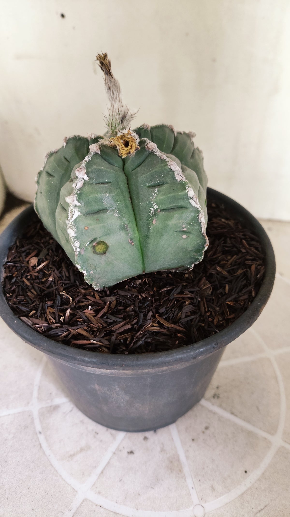 MATRIZ ASTROPHYTUM cv KIKKO  "HAKUJO" Nº 61 – vaso 15