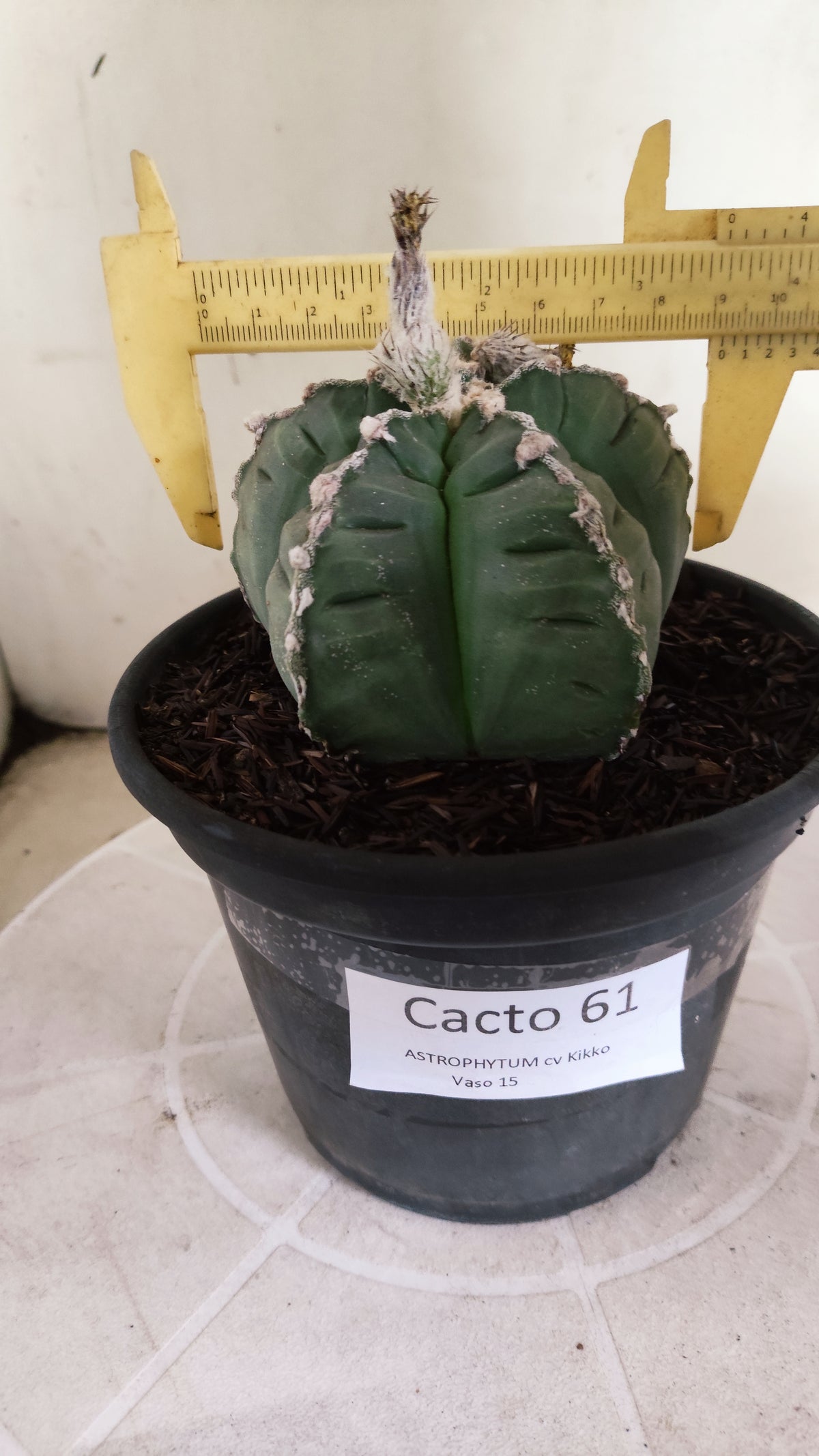 MATRIZ ASTROPHYTUM cv KIKKO  "HAKUJO" Nº 61 – vaso 15