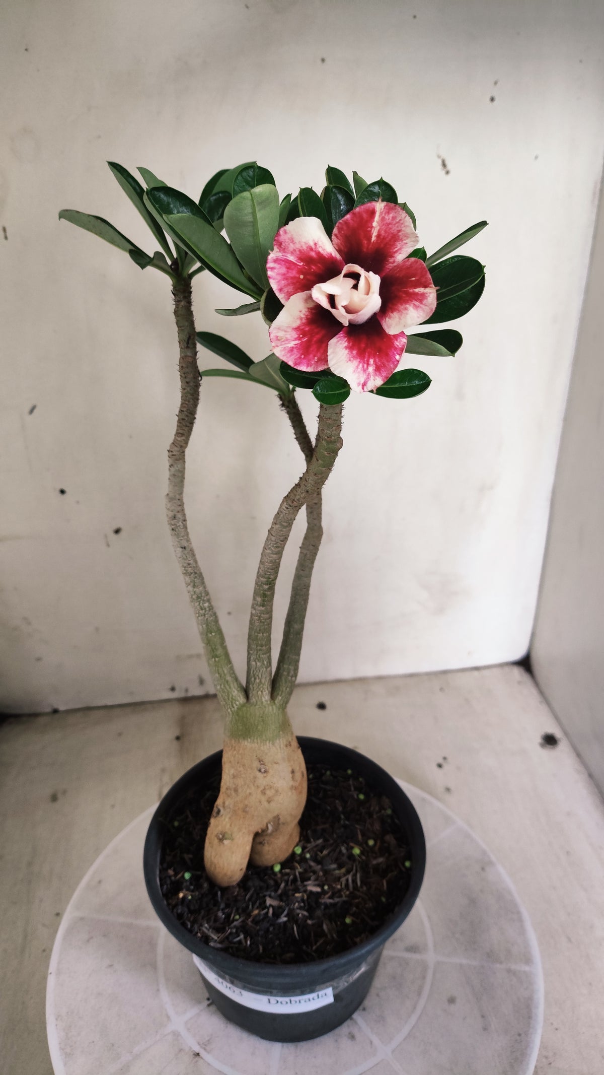 Planta Dobrada 4063 –  30cm – 02 anos - Vaso 15