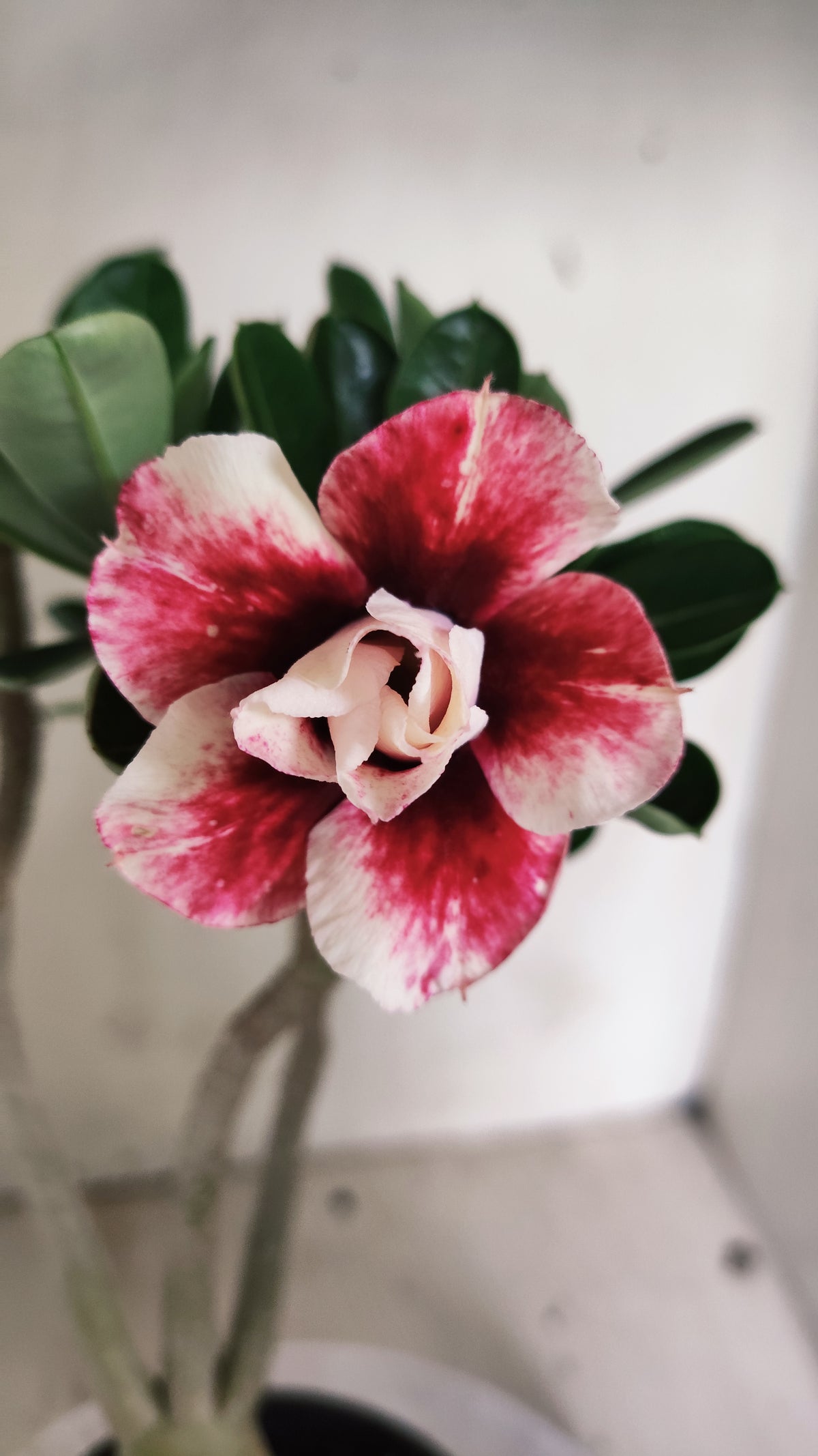 Planta Dobrada 4063 –  30cm – 02 anos - Vaso 15