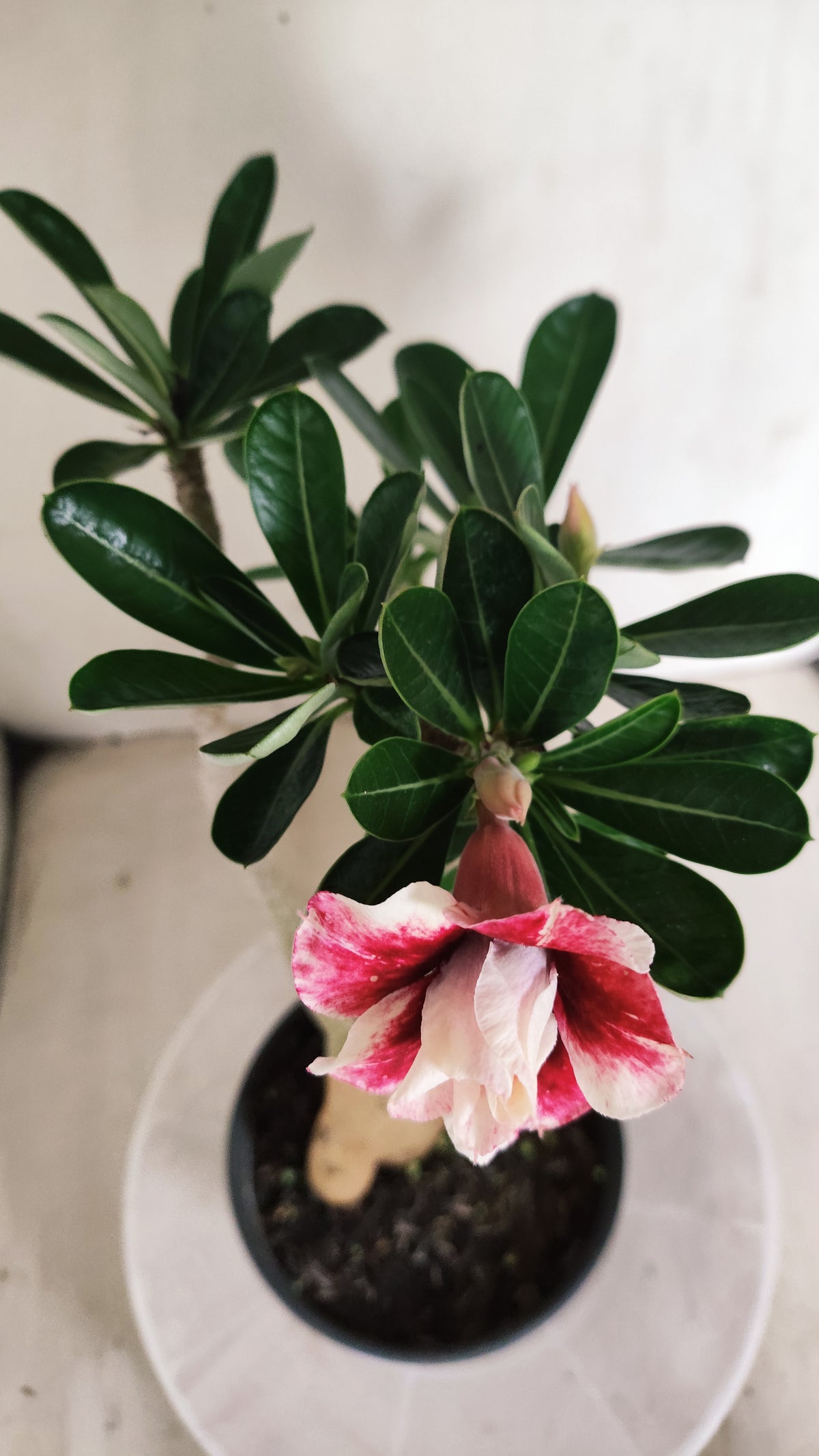 Planta Dobrada 4063 –  30cm – 02 anos - Vaso 15