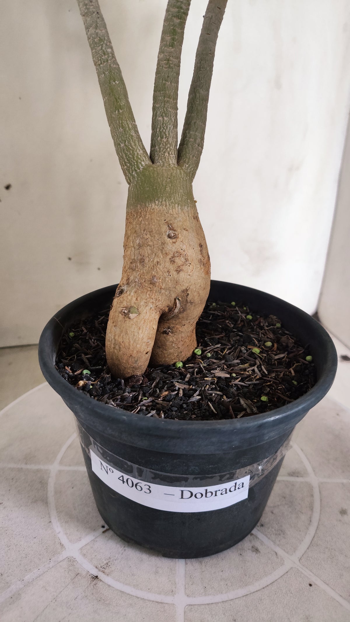 Planta Dobrada 4063 –  30cm – 02 anos - Vaso 15