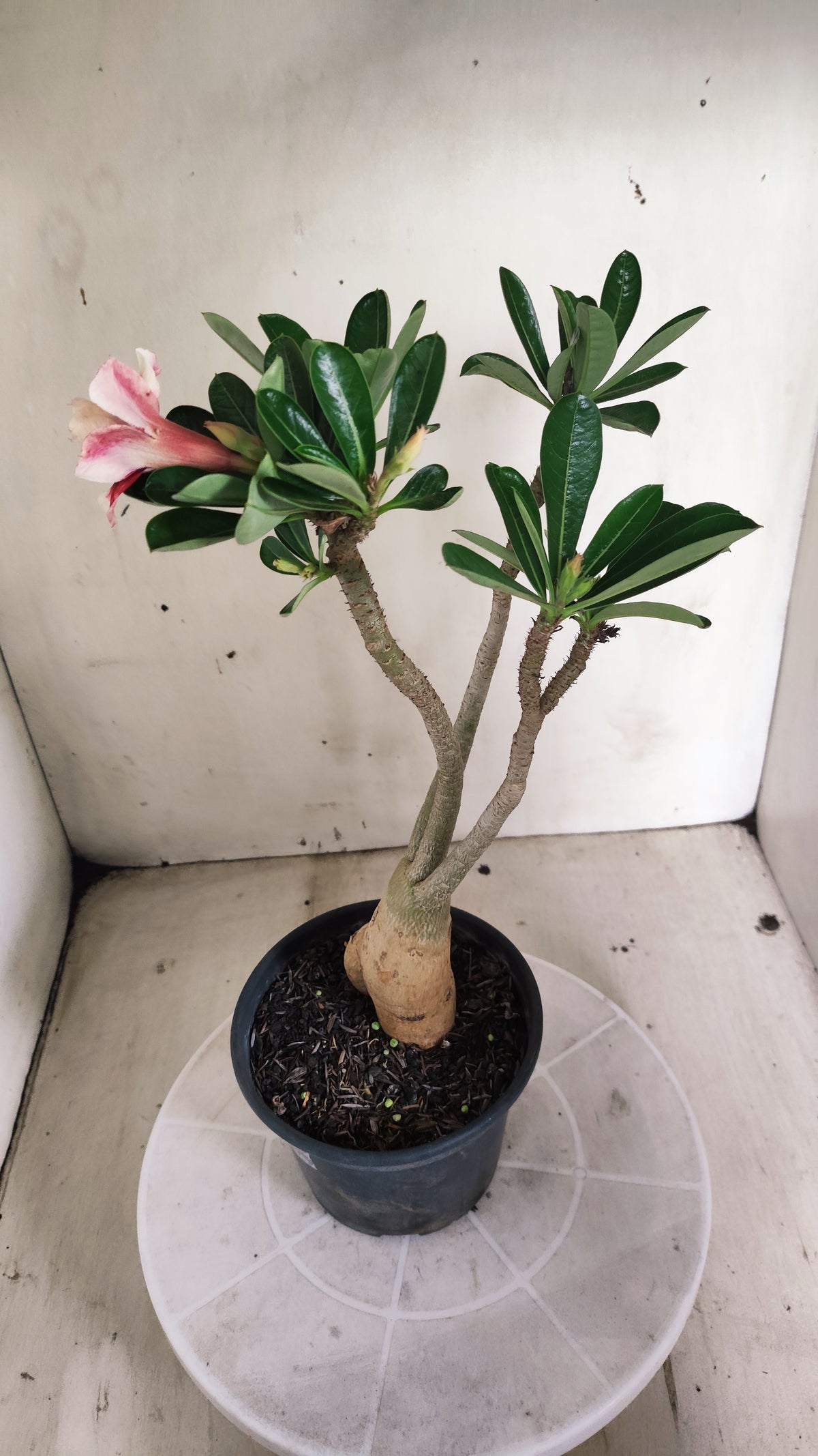 Planta Dobrada 4063 –  30cm – 02 anos - Vaso 15