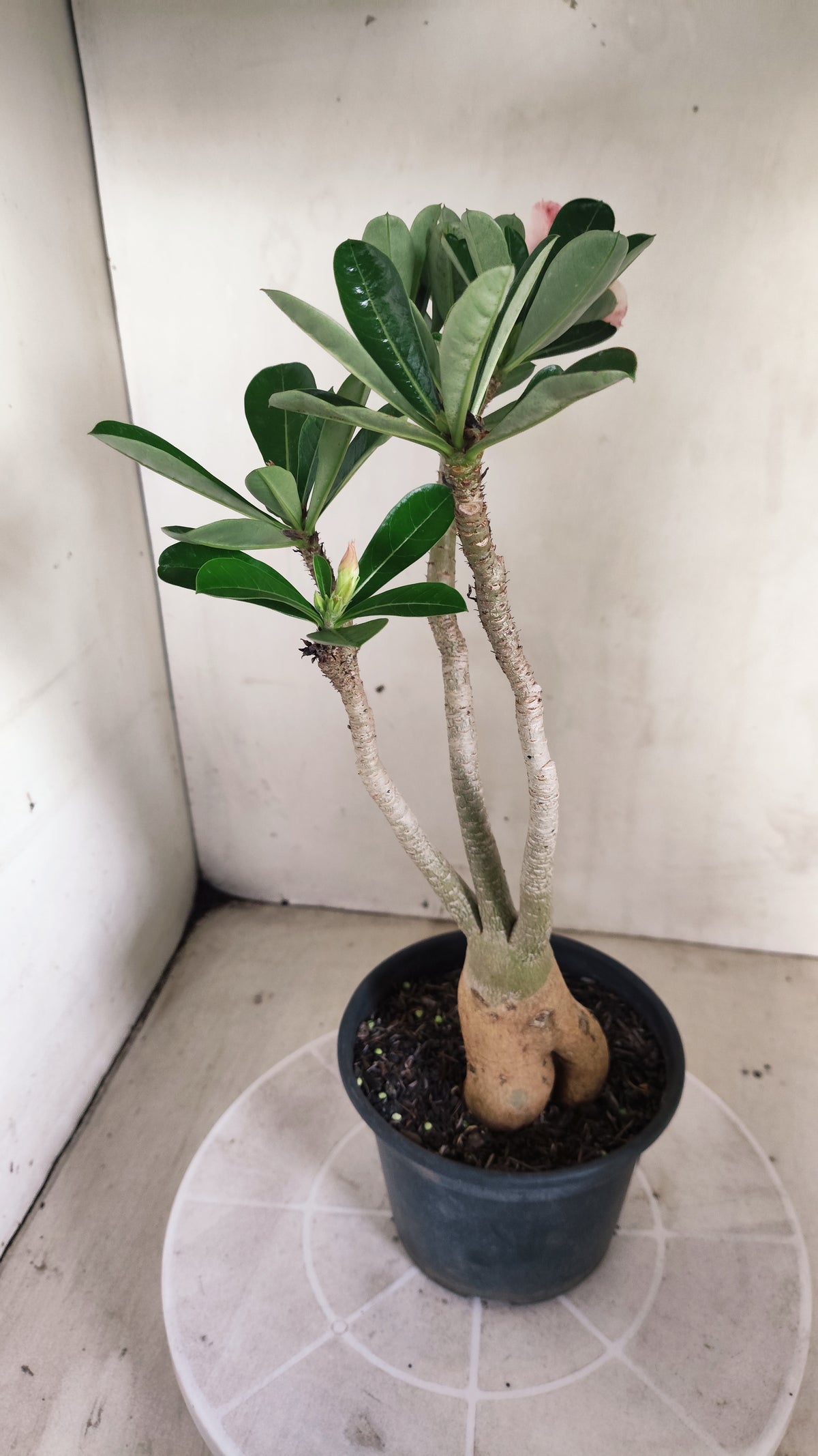 Planta Dobrada 4063 –  30cm – 02 anos - Vaso 15