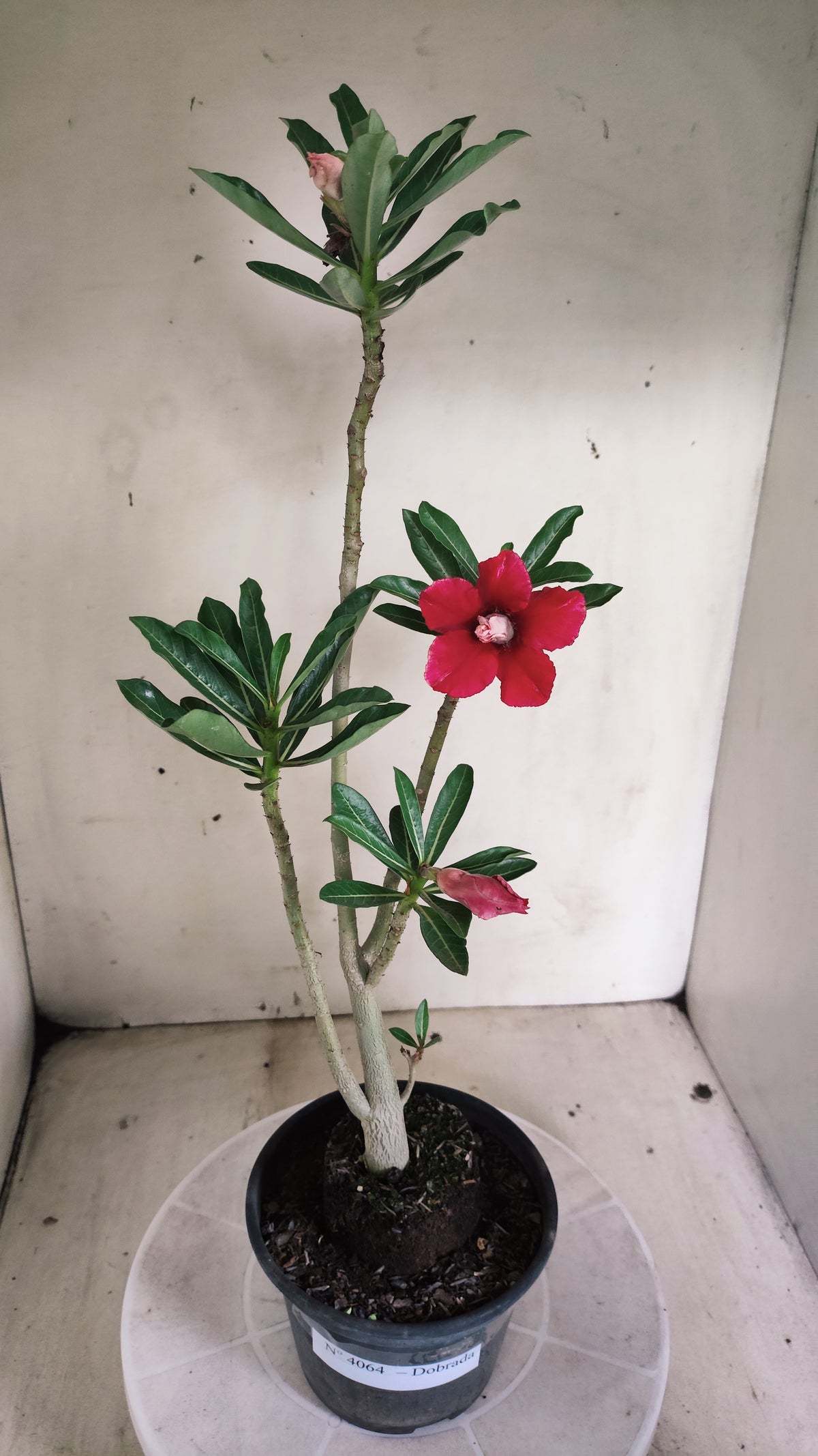Planta Dobrada 4064 –  30cm – 02 anos - Vaso 15