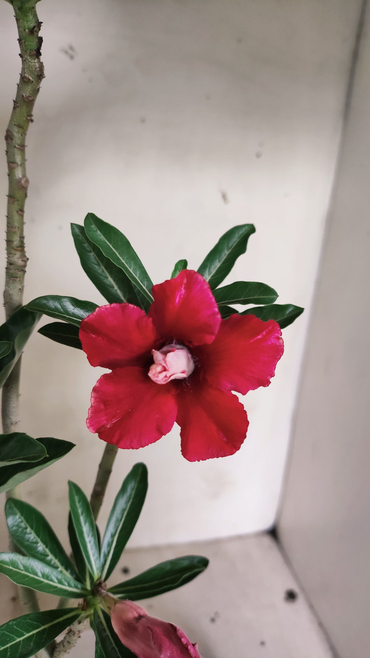 Planta Dobrada 4064 –  30cm – 02 anos - Vaso 15