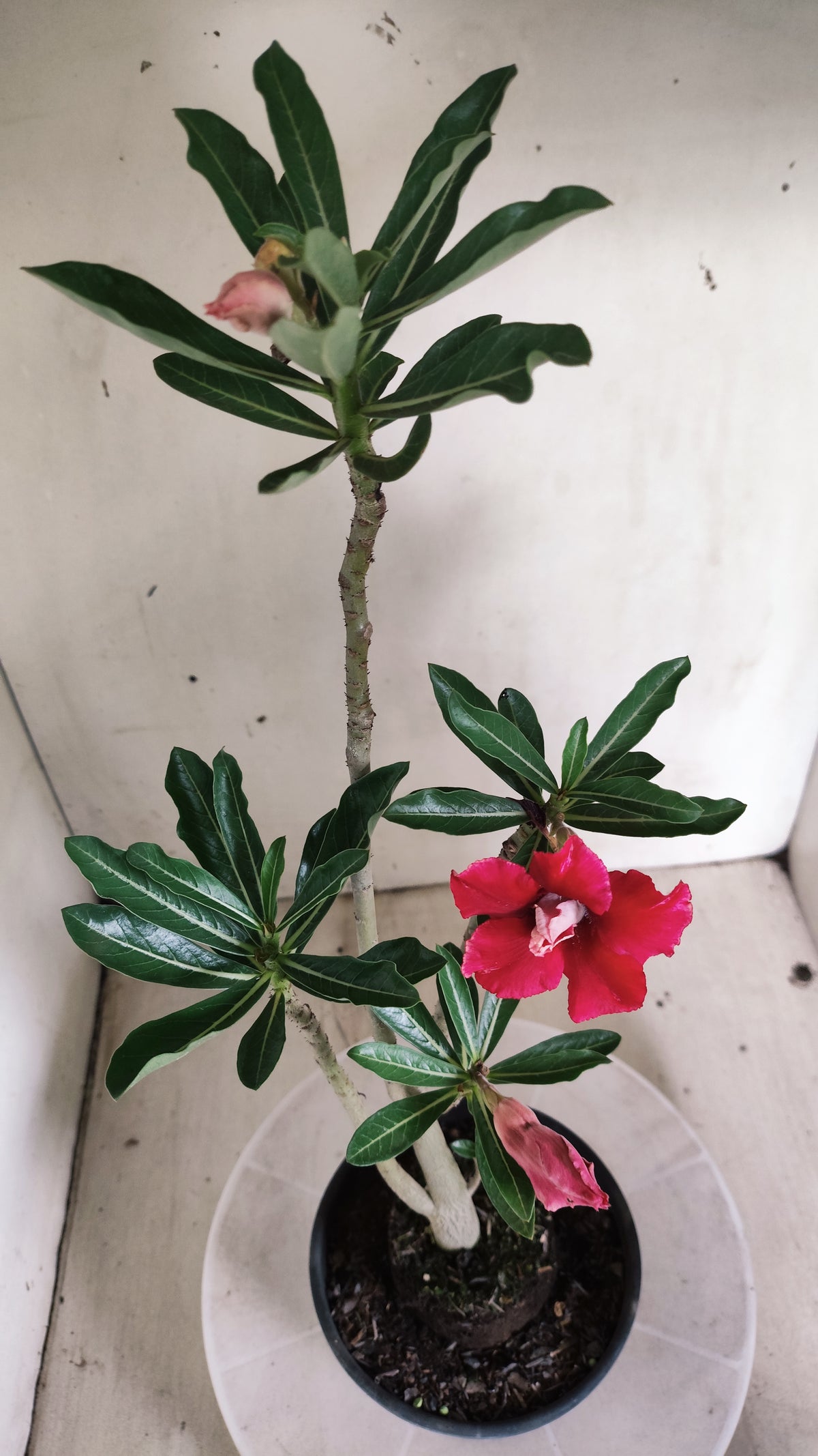 Planta Dobrada 4064 –  30cm – 02 anos - Vaso 15
