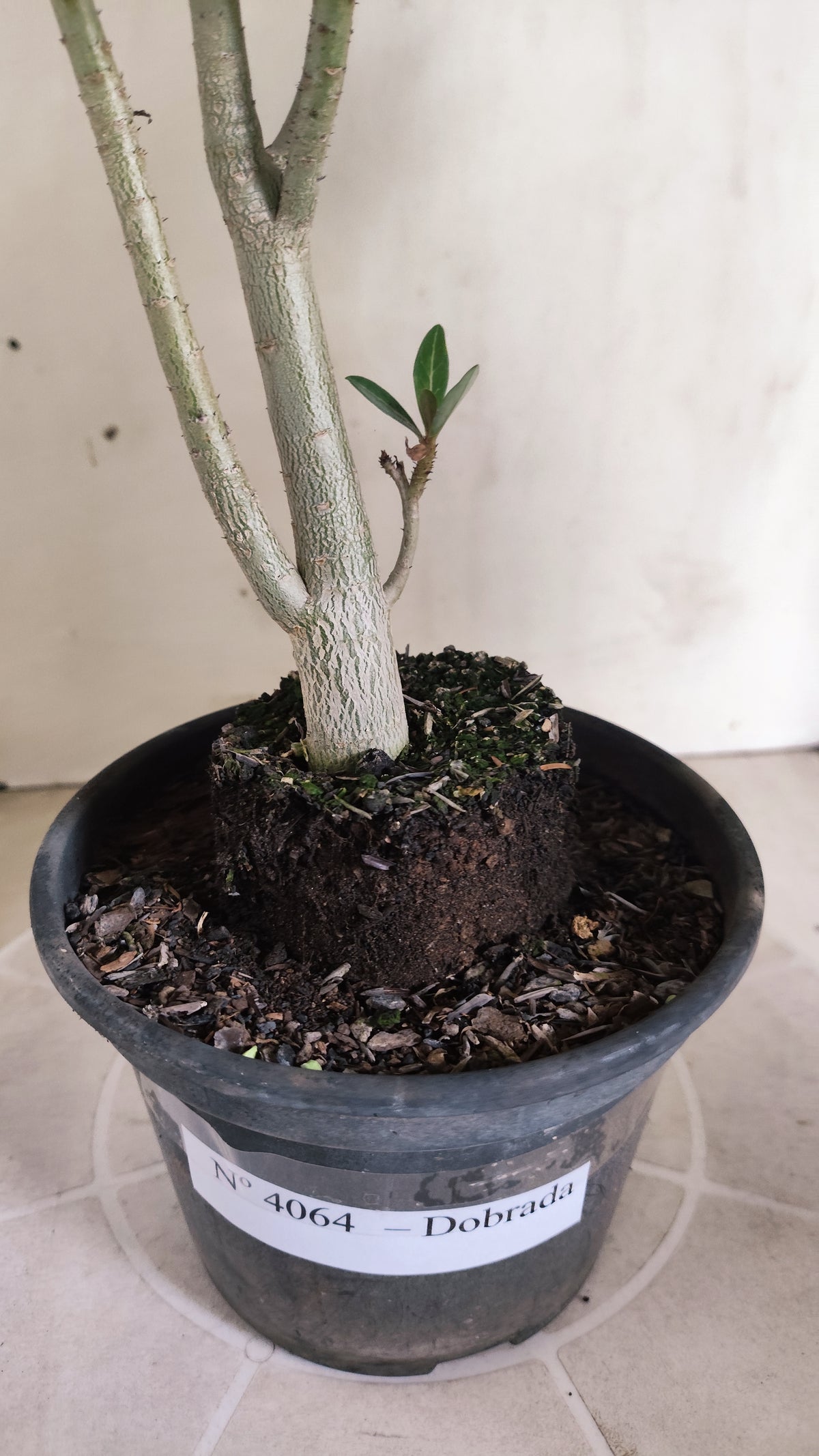 Planta Dobrada 4064 –  30cm – 02 anos - Vaso 15