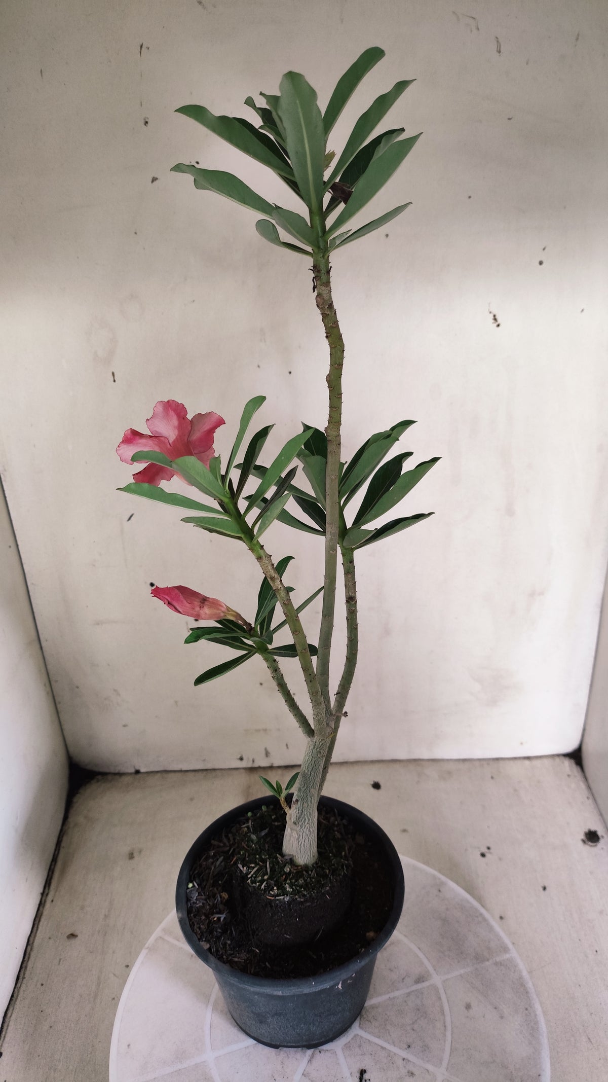 Planta Dobrada 4064 –  30cm – 02 anos - Vaso 15