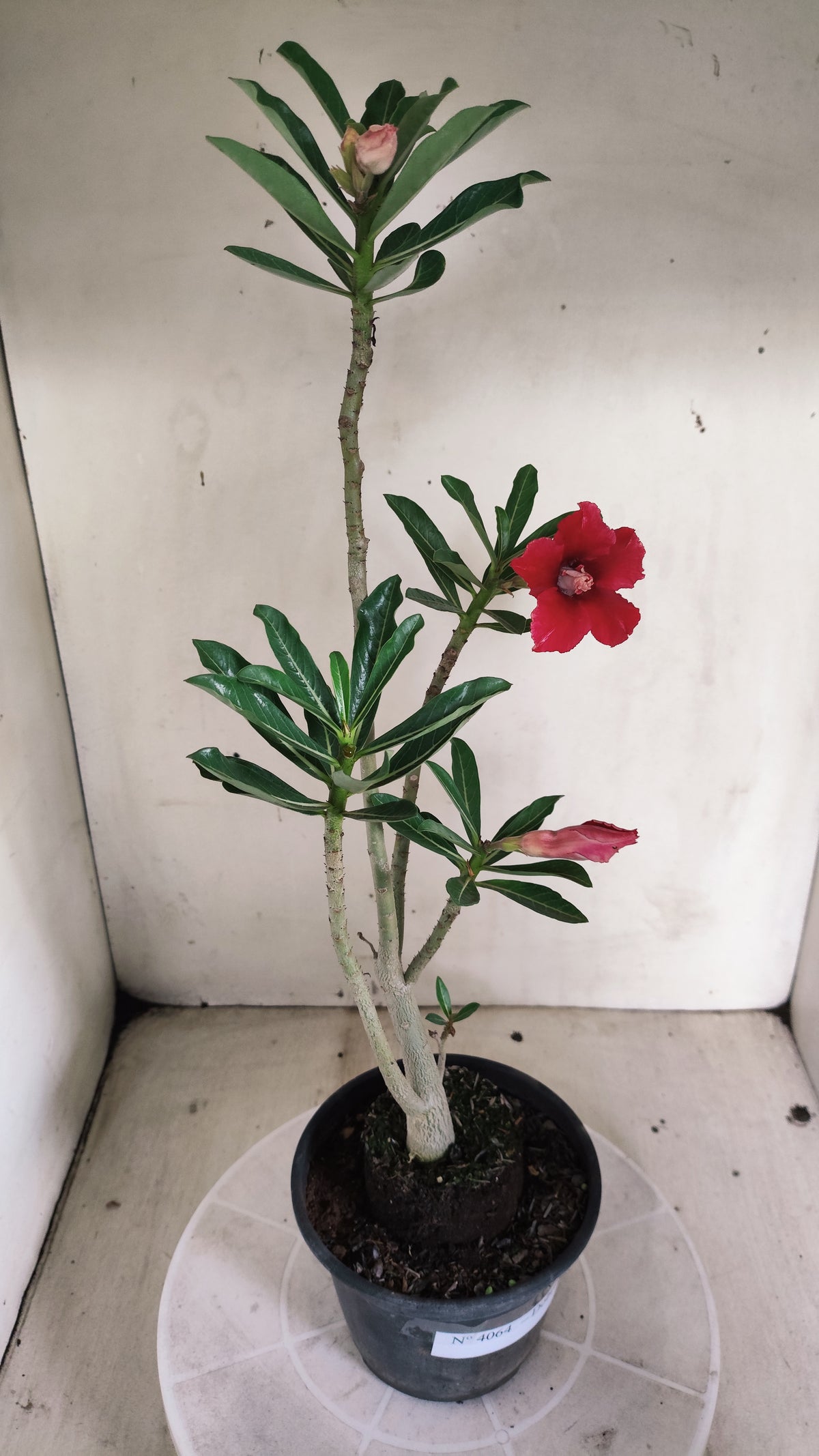 Planta Dobrada 4064 –  30cm – 02 anos - Vaso 15