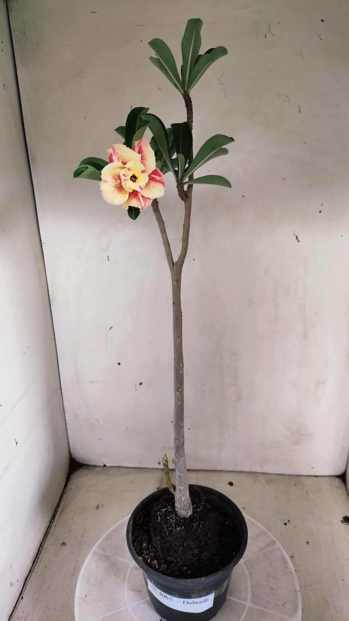 Planta Dobrada 4065 –  30cm – 02 anos - Vaso 15