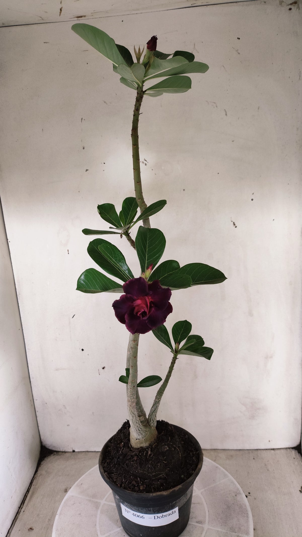 Planta Dobrada 4066 –  35cm – 03 anos - Vaso 15