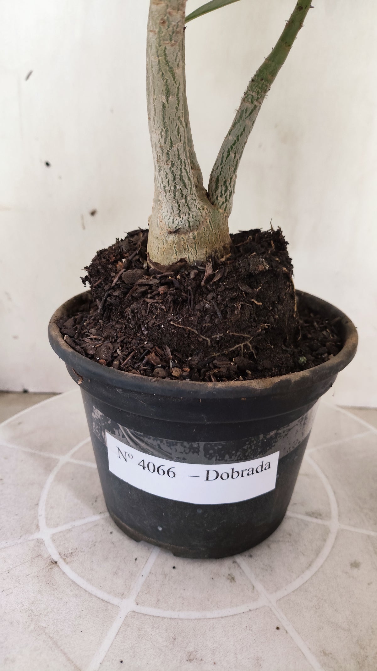 Planta Dobrada 4066 –  35cm – 03 anos - Vaso 15