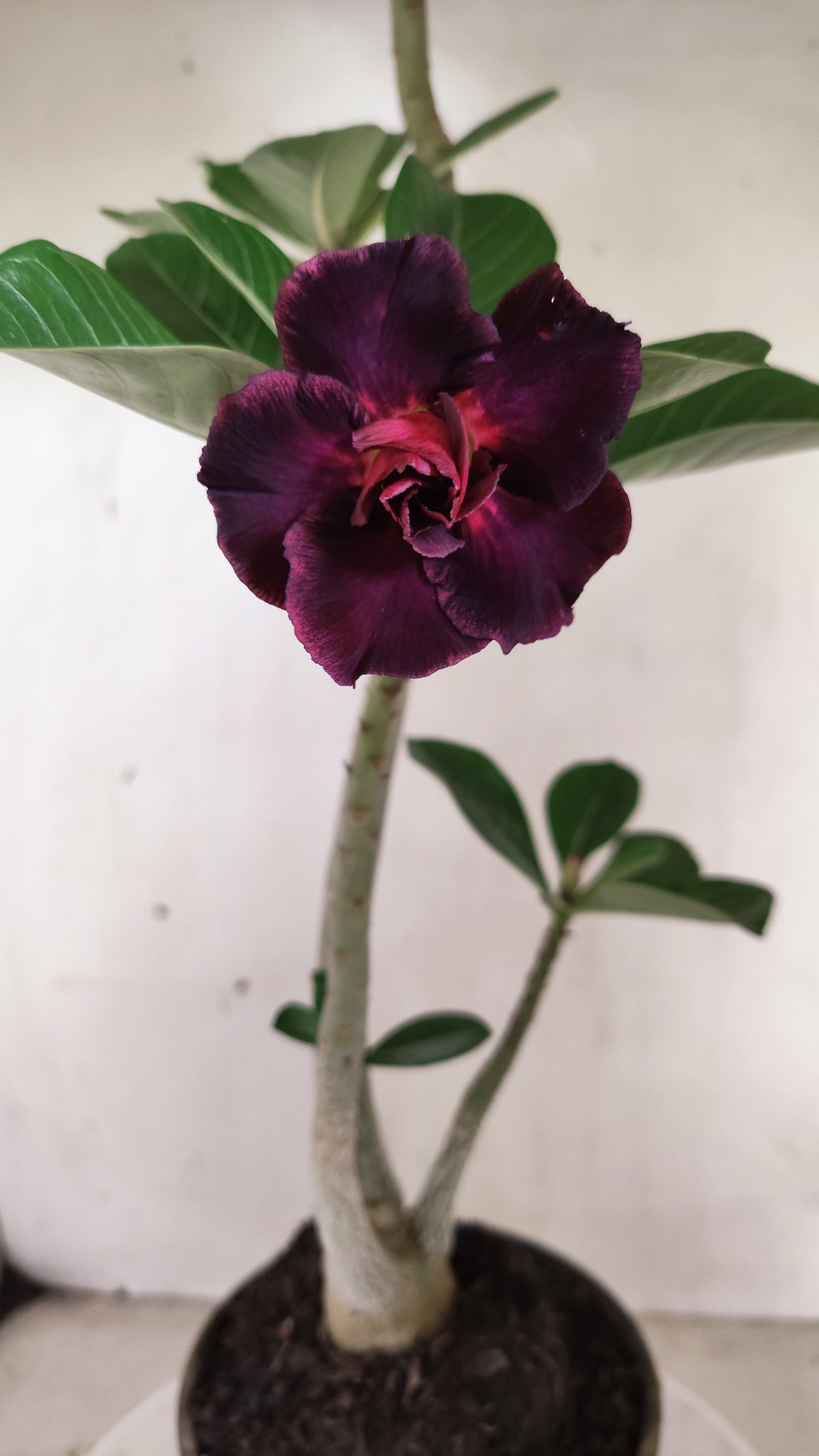 Planta Dobrada 4066 –  35cm – 03 anos - Vaso 15