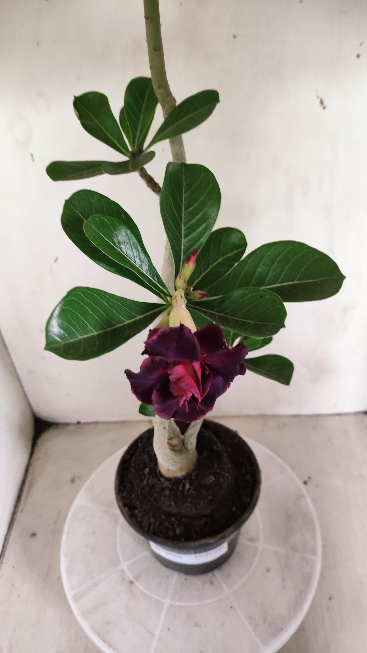 Planta Dobrada 4066 –  35cm – 03 anos - Vaso 15