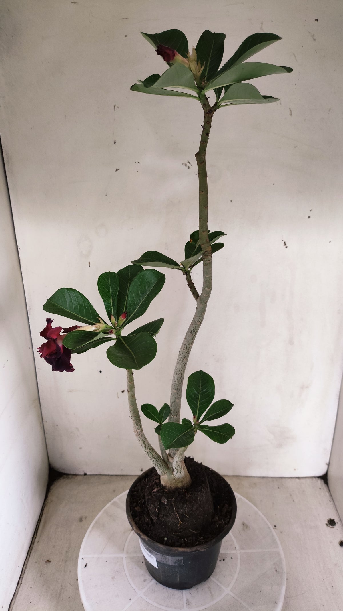 Planta Dobrada 4066 –  35cm – 03 anos - Vaso 15