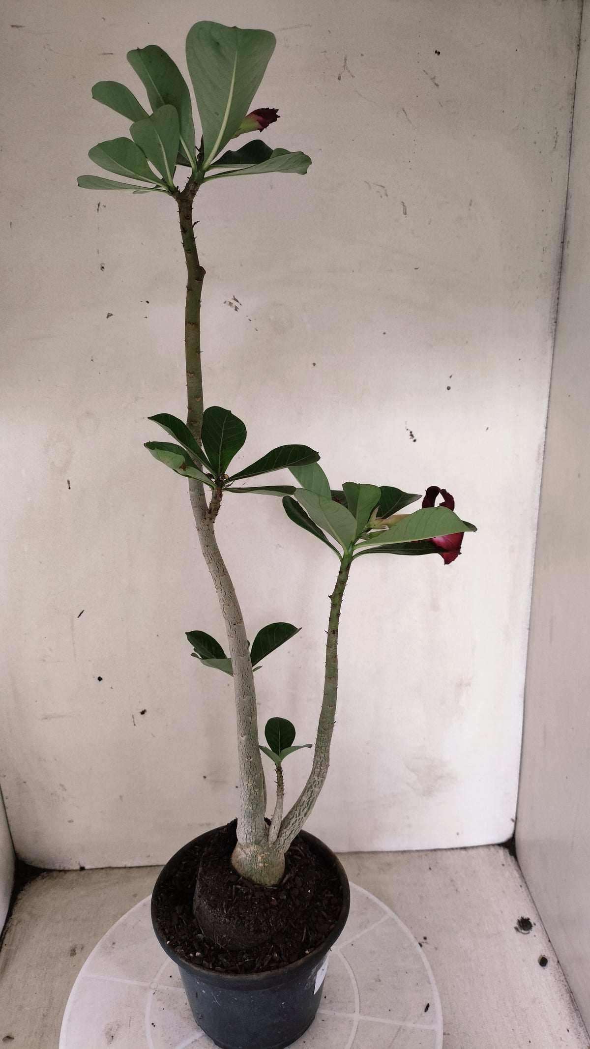 Planta Dobrada 4066 –  35cm – 03 anos - Vaso 15