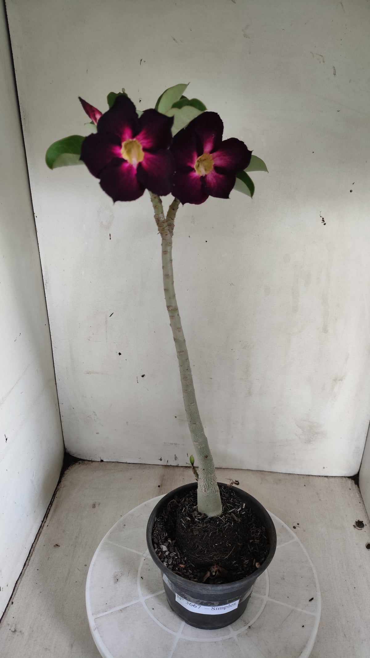 Planta Simples 3667 – 35cm – 02 anos - vaso 15