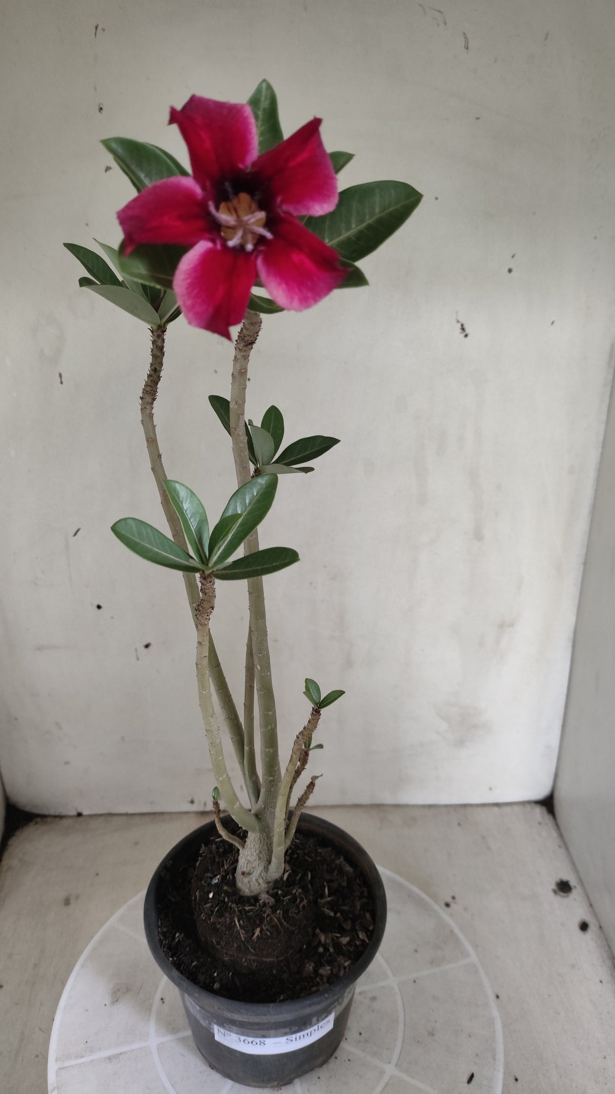 Planta Simples 3668 – 30cm – 02 anos - vaso 15