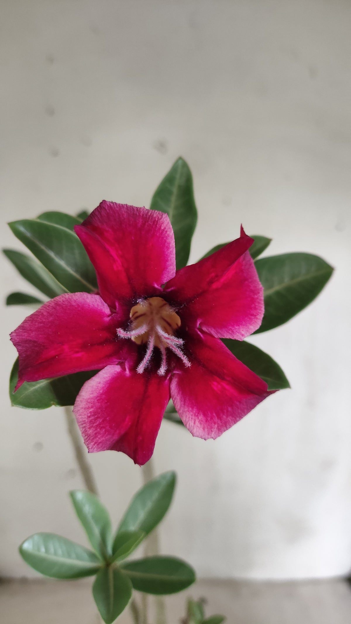 Planta Simples 3668 – 30cm – 02 anos - vaso 15
