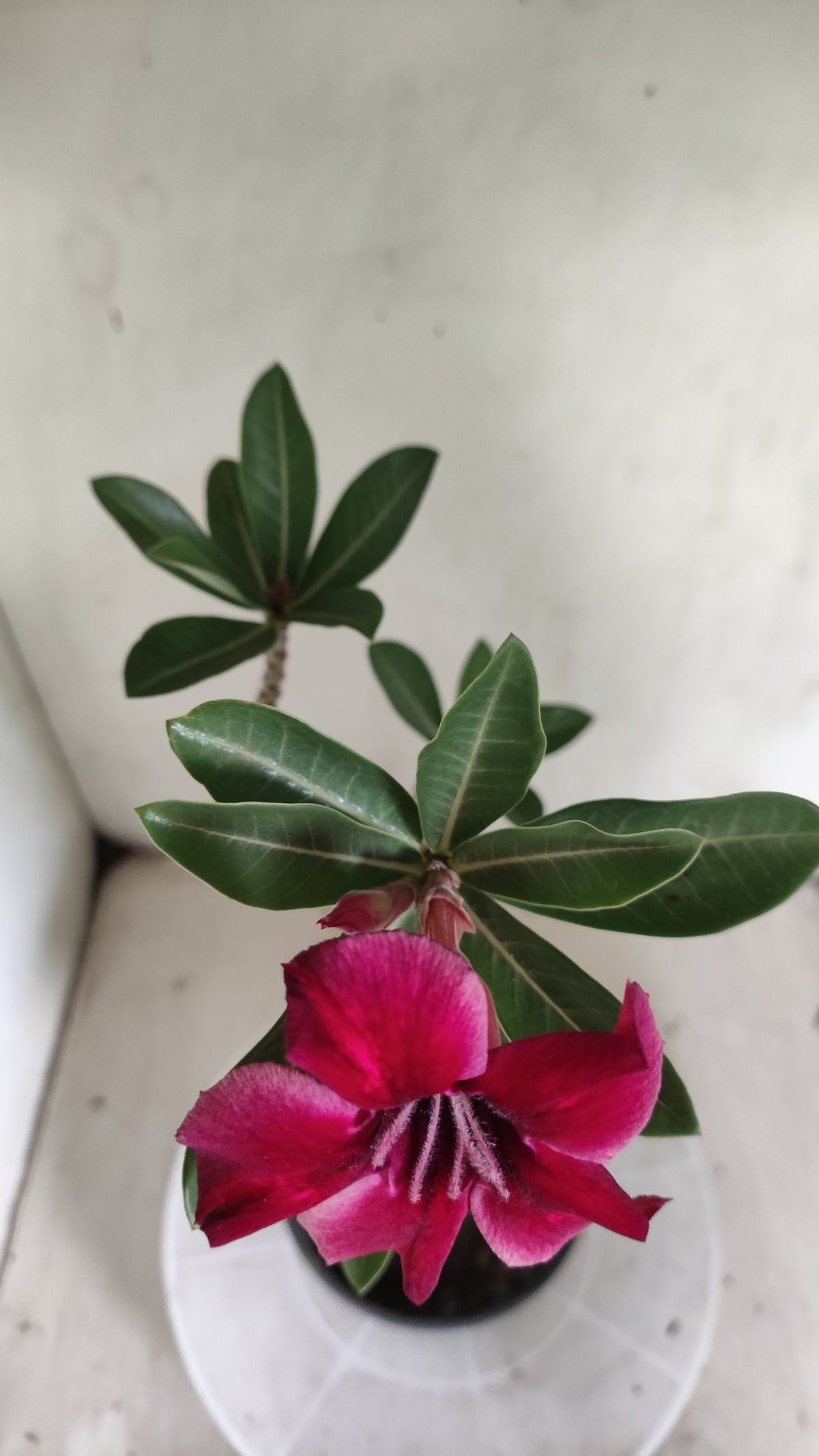 Planta Simples 3668 – 30cm – 02 anos - vaso 15