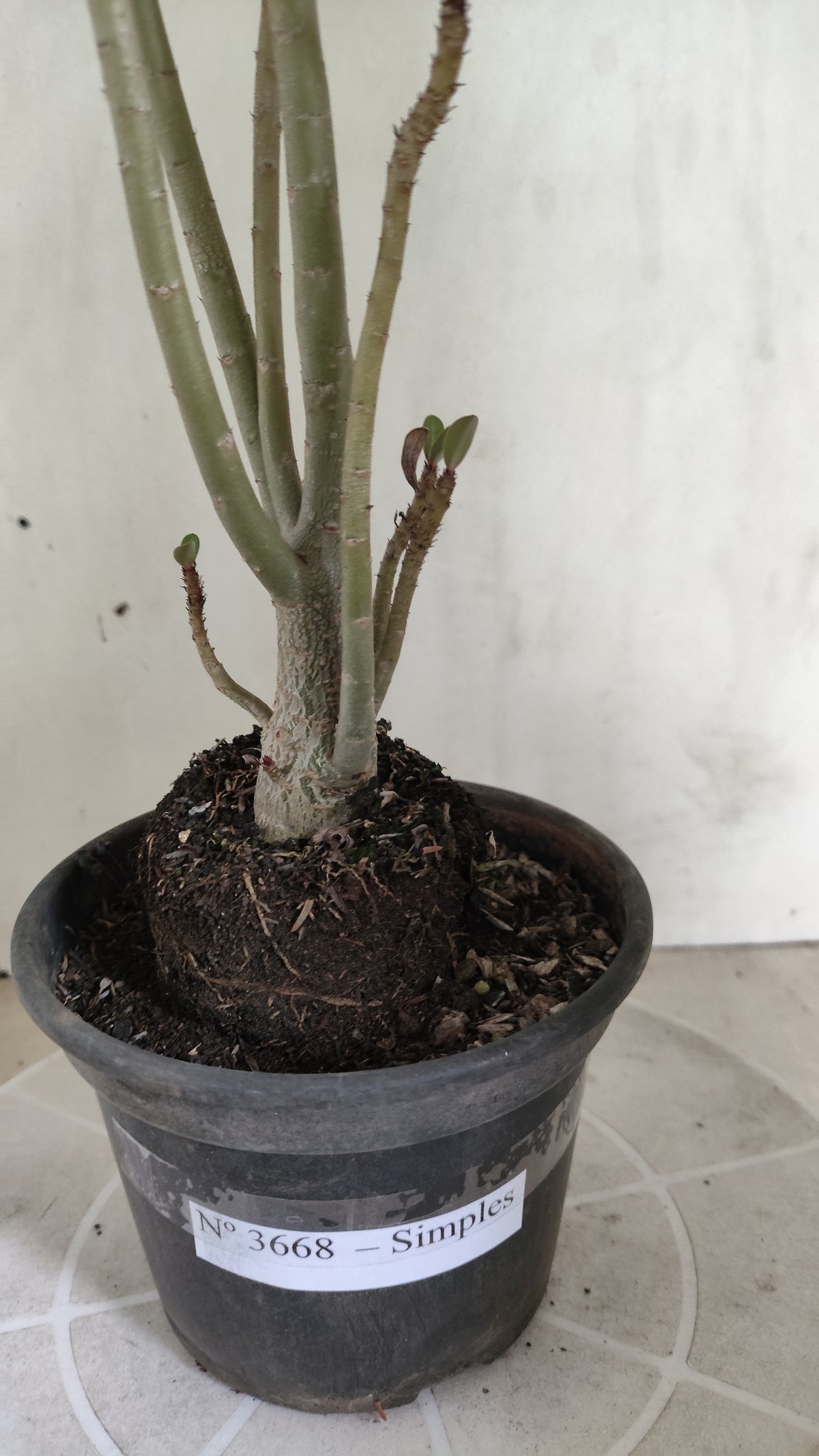 Planta Simples 3668 – 30cm – 02 anos - vaso 15