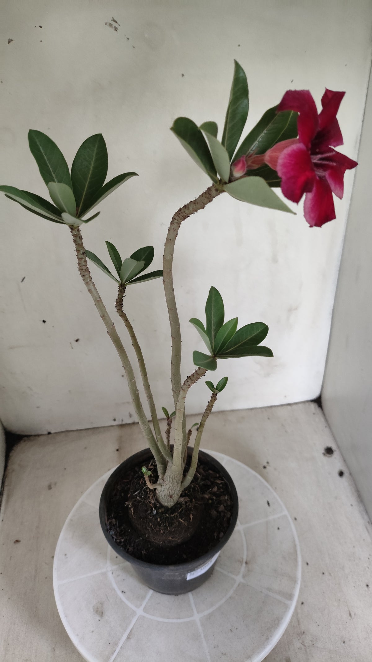 Planta Simples 3668 – 30cm – 02 anos - vaso 15