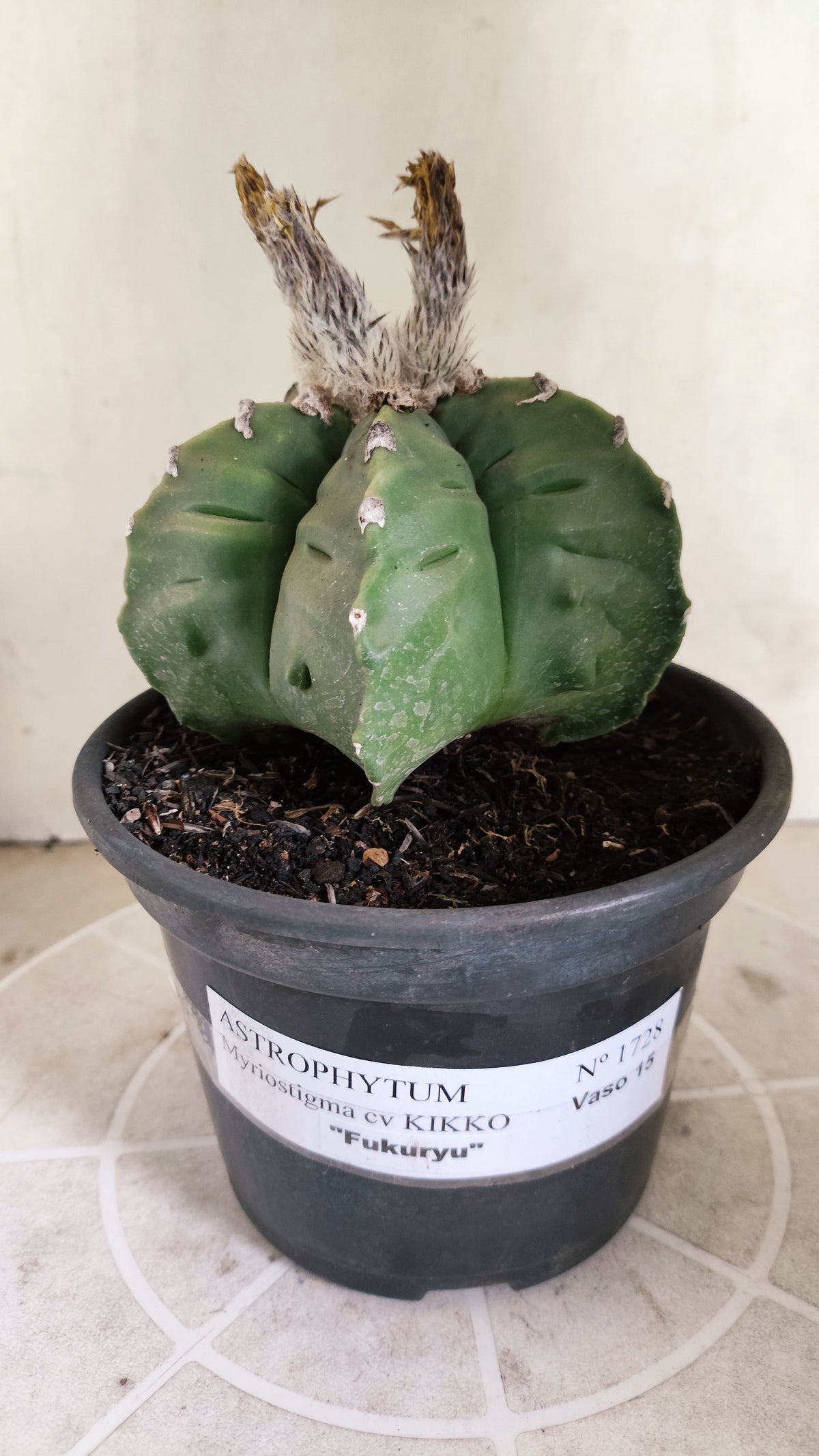 MATRIZ ASTROPHYTUM Myriostigma FUKURYU Nº 1727 – vaso 15