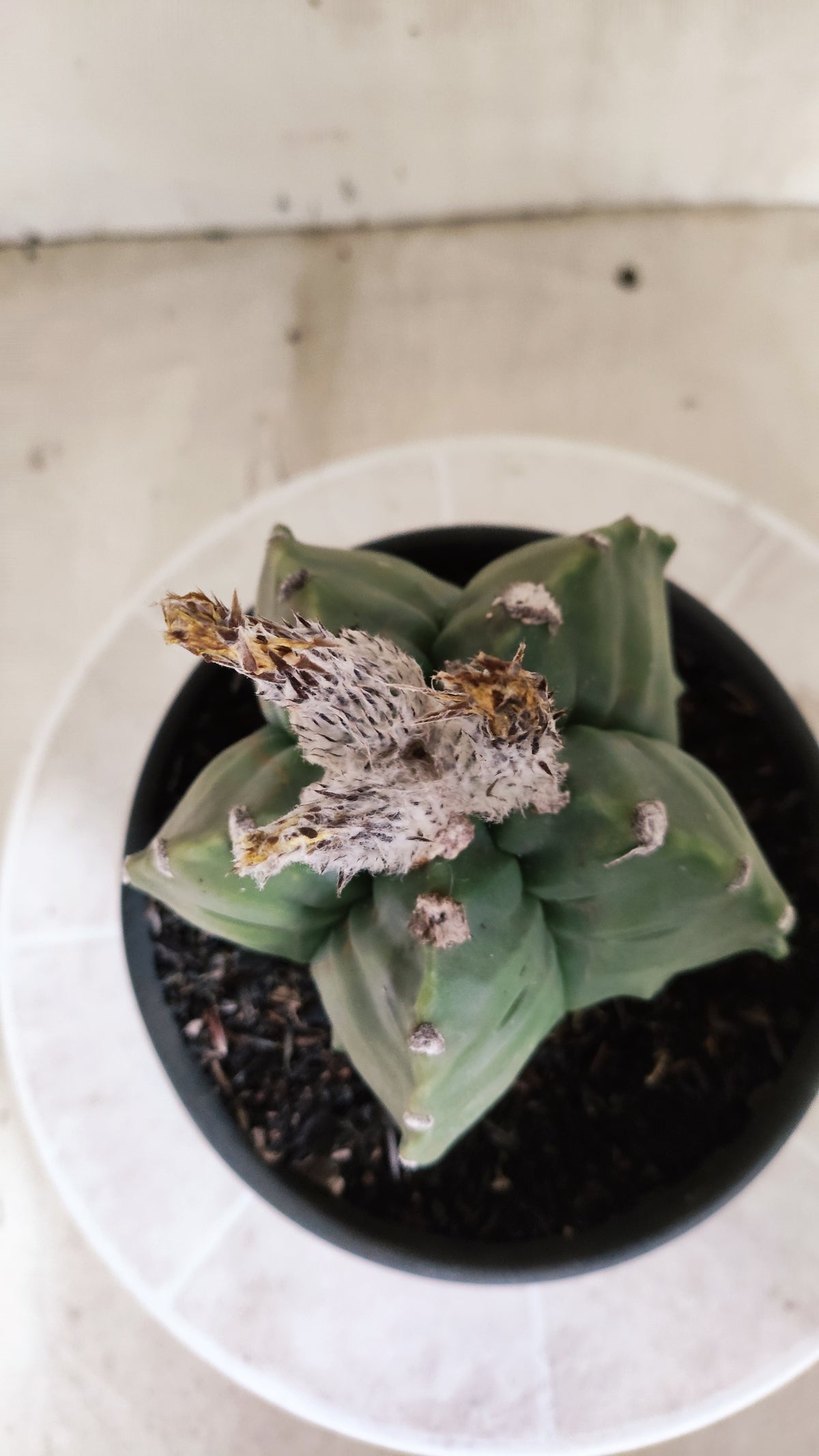 MATRIZ ASTROPHYTUM Myriostigma FUKURYU Nº 1727 – vaso 15