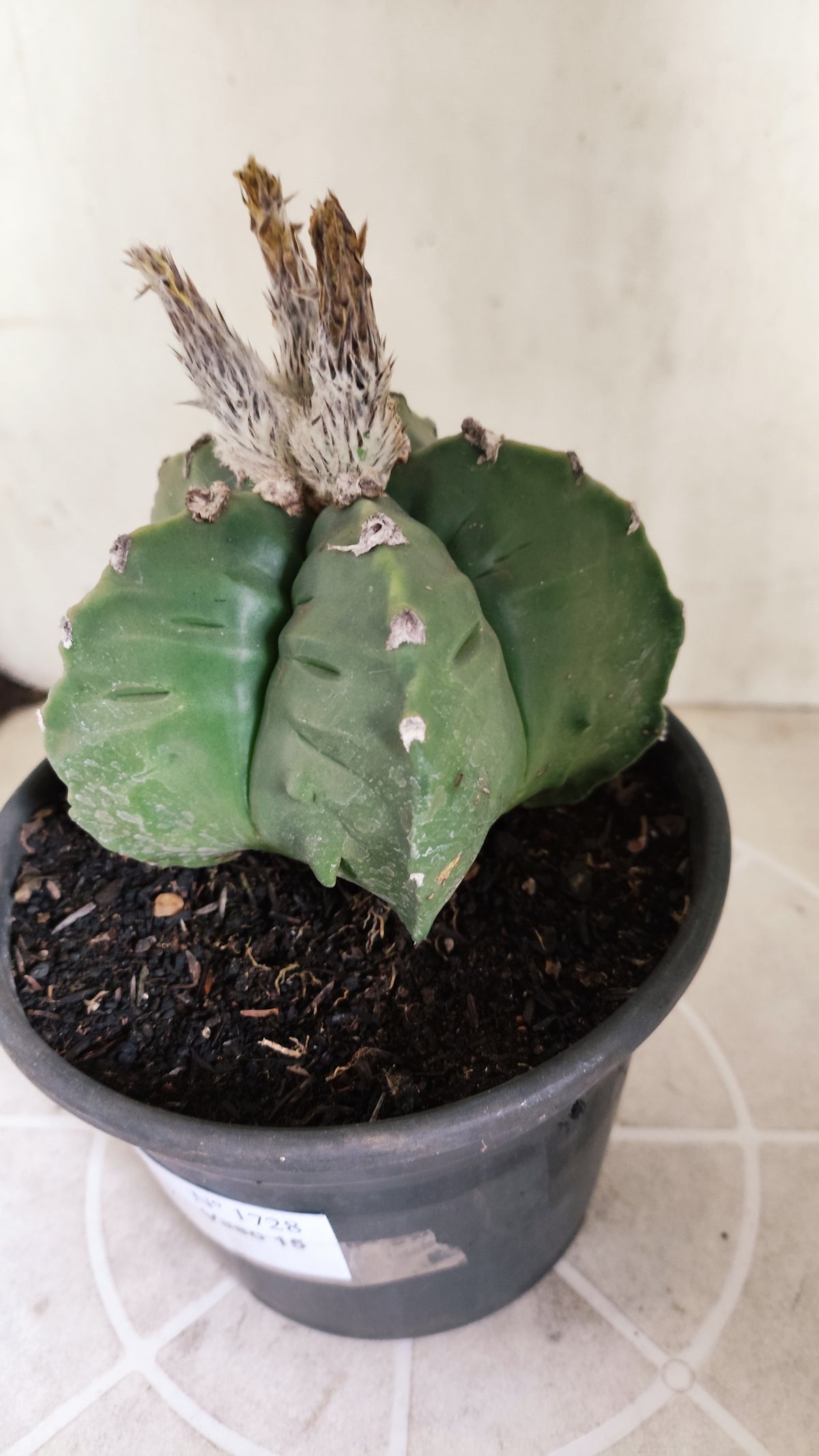 MATRIZ ASTROPHYTUM Myriostigma FUKURYU Nº 1727 – vaso 15