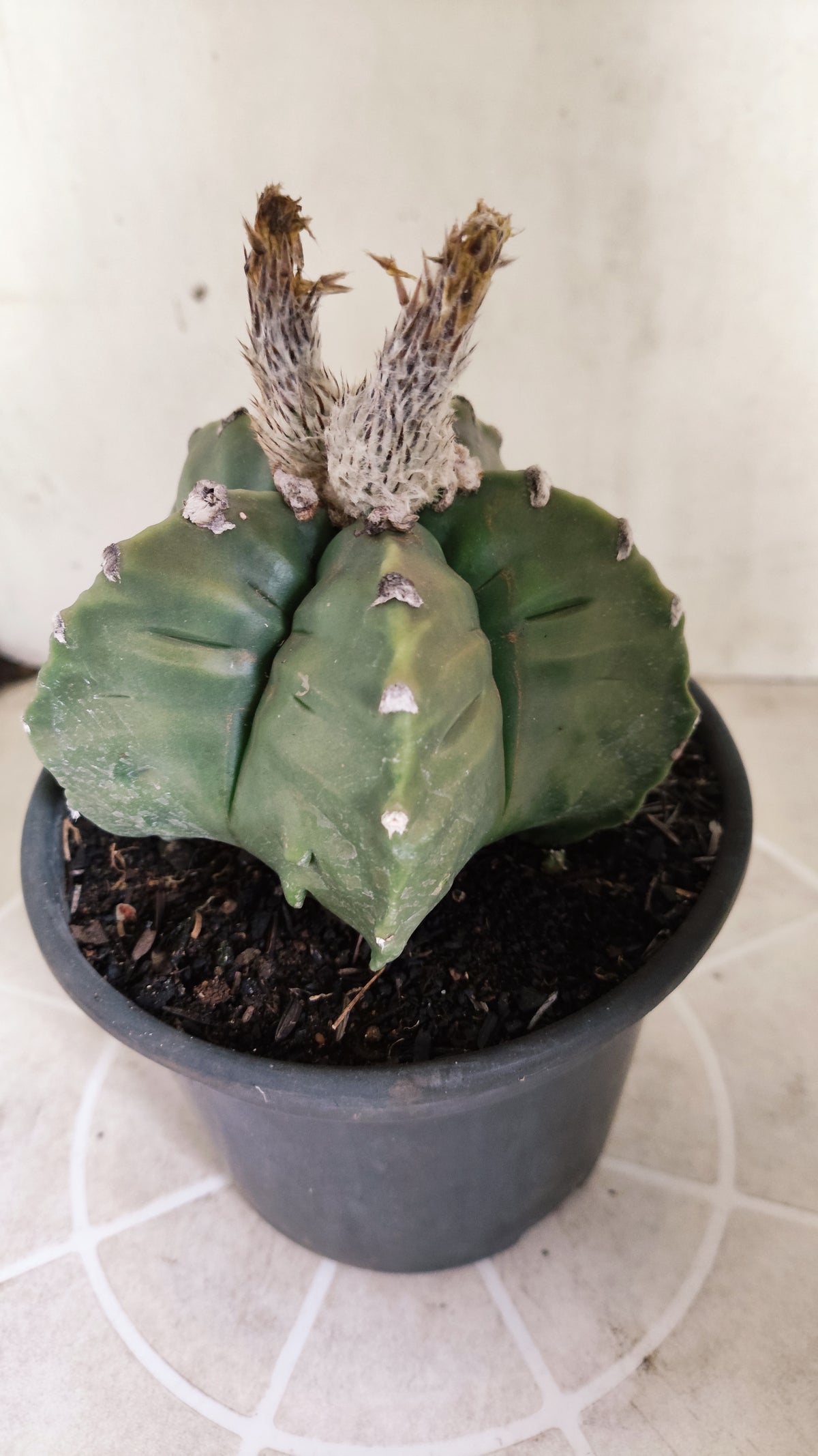 MATRIZ ASTROPHYTUM Myriostigma FUKURYU Nº 1727 – vaso 15