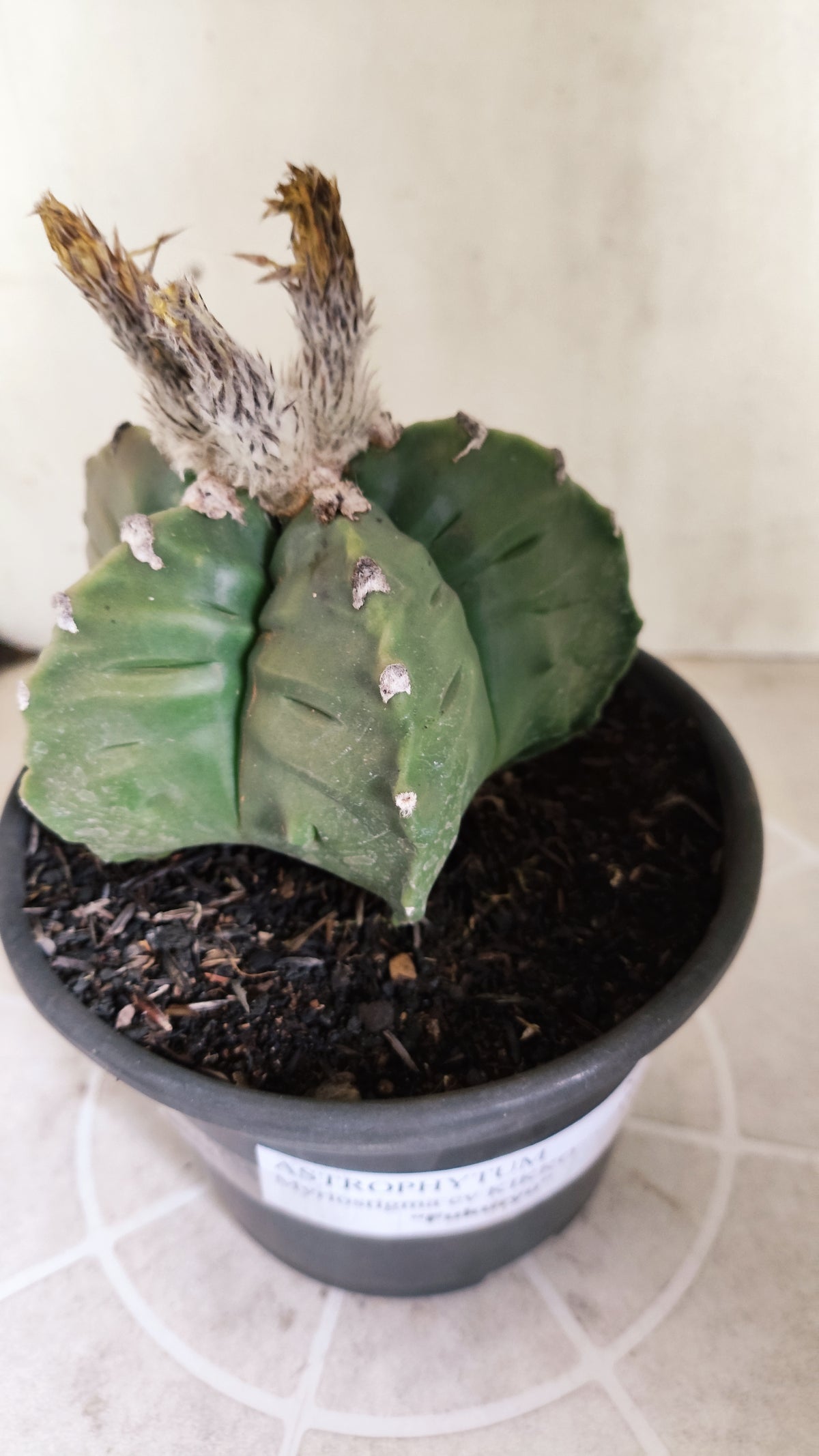 MATRIZ ASTROPHYTUM Myriostigma FUKURYU Nº 1727 – vaso 15