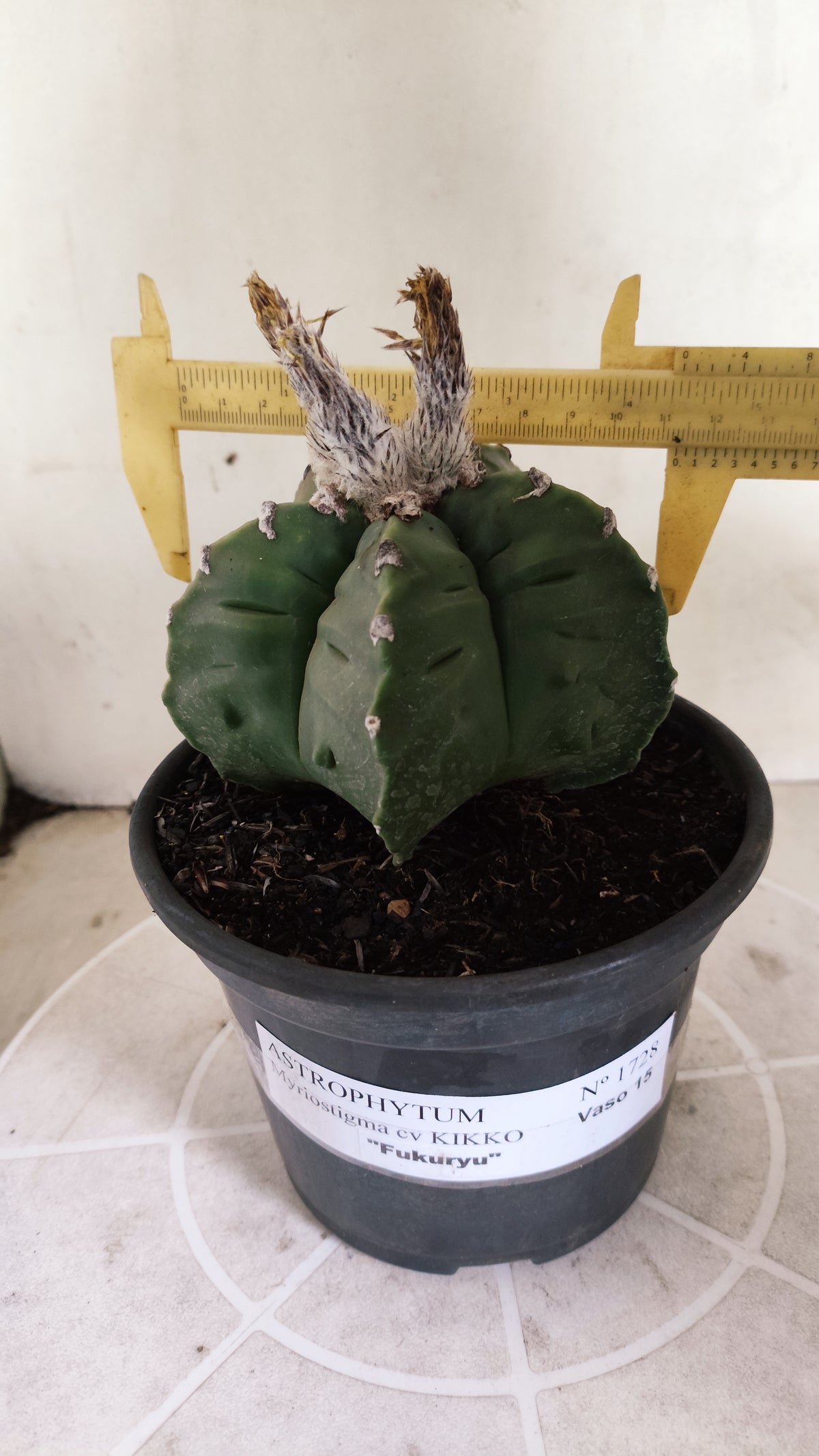 MATRIZ ASTROPHYTUM Myriostigma FUKURYU Nº 1727 – vaso 15