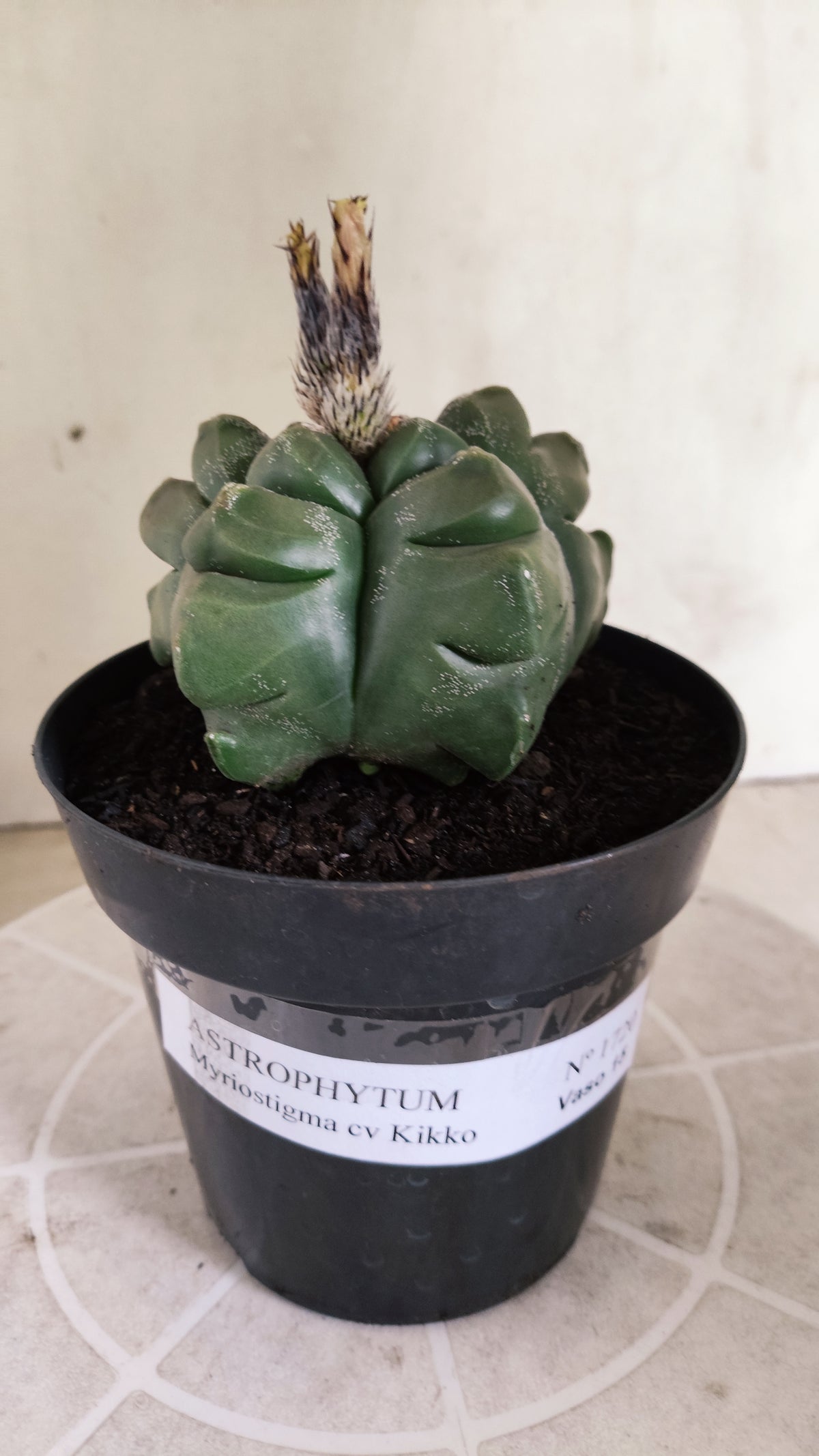 MATRIZ ASTROPHYTUM cv KIKKO  Nº 1720 – vaso 15