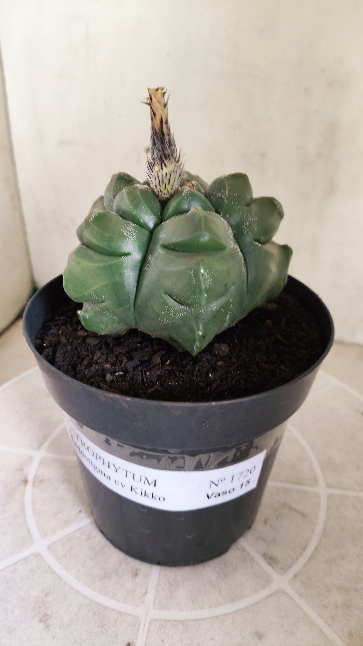MATRIZ ASTROPHYTUM cv KIKKO  Nº 1720 – vaso 15