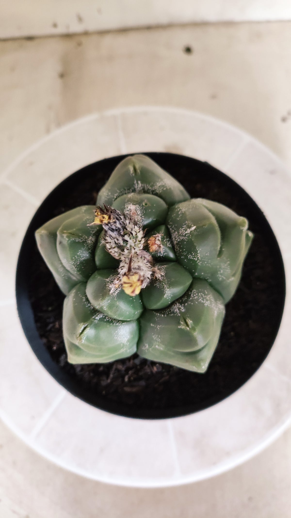 MATRIZ ASTROPHYTUM cv KIKKO  Nº 1720 – vaso 15