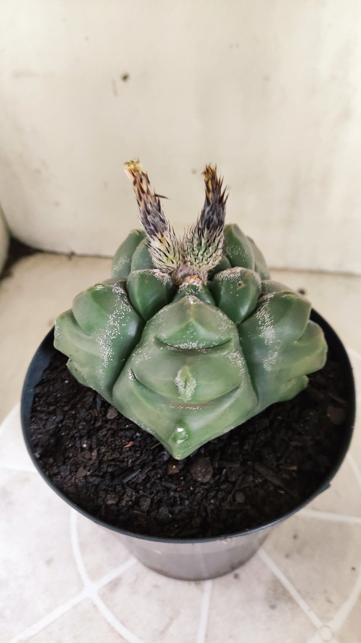 MATRIZ ASTROPHYTUM cv KIKKO  Nº 1720 – vaso 15