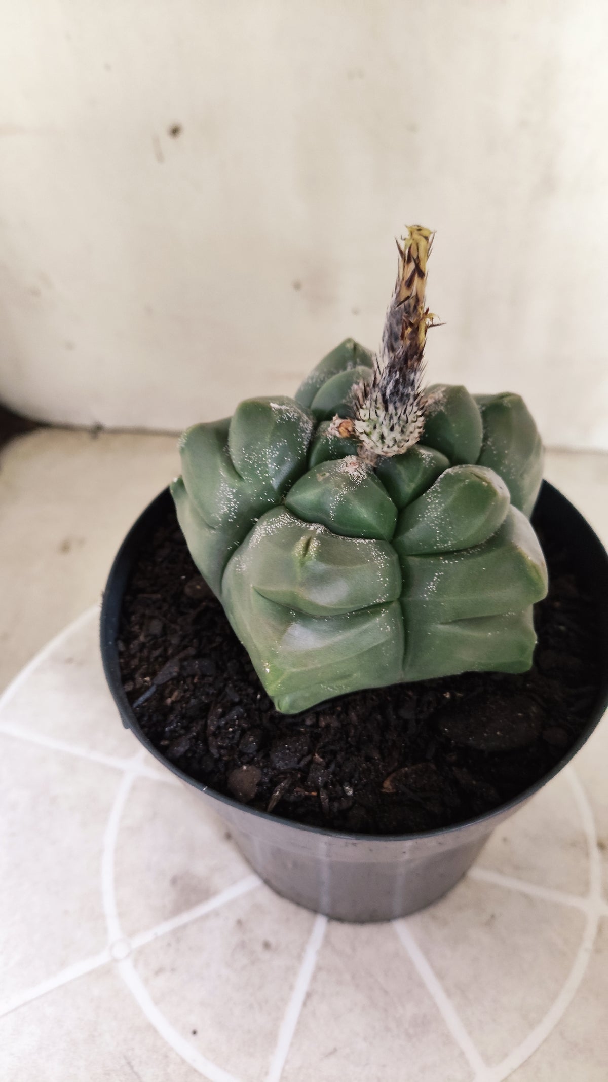 MATRIZ ASTROPHYTUM cv KIKKO  Nº 1720 – vaso 15