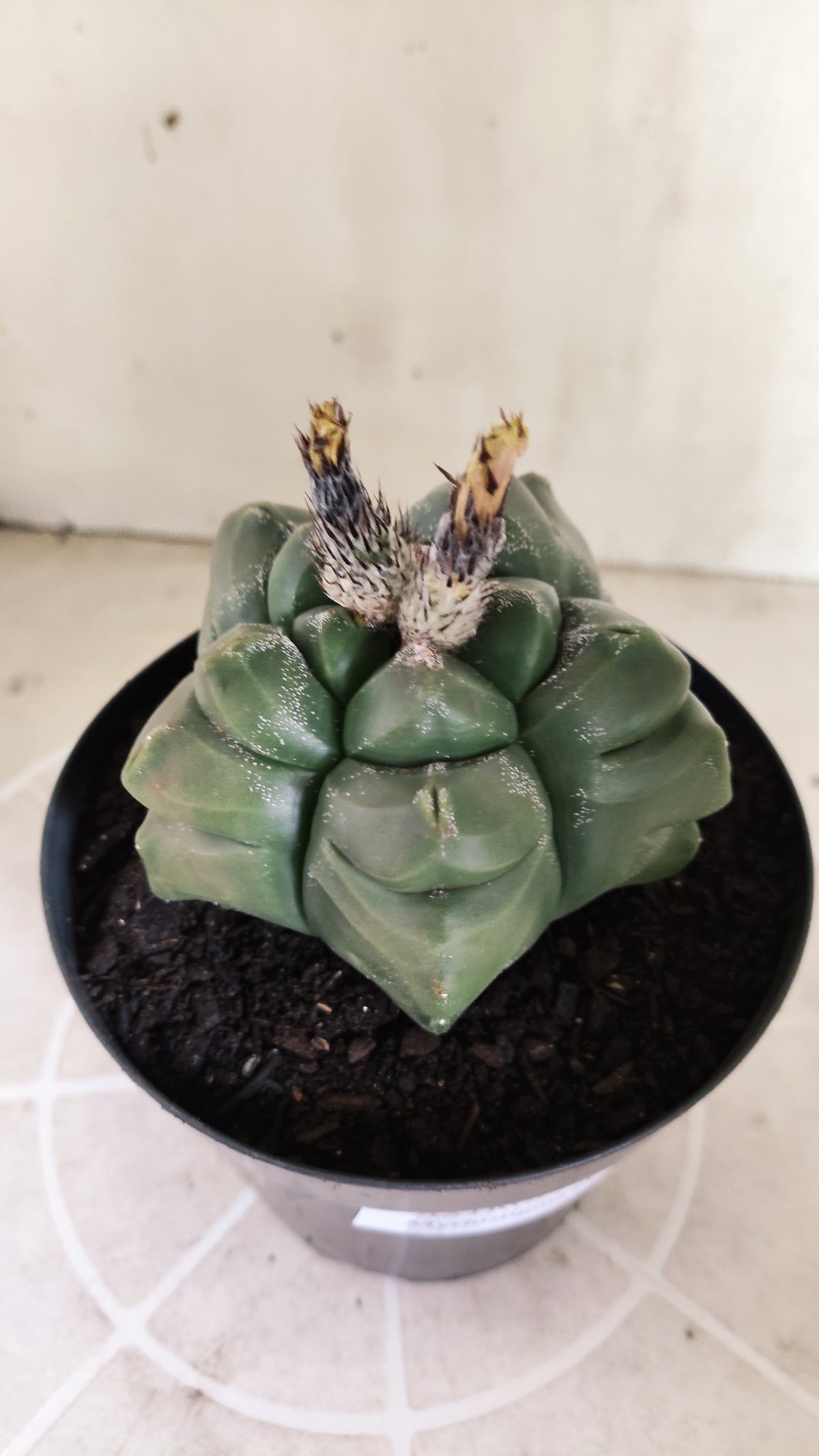 MATRIZ ASTROPHYTUM cv KIKKO  Nº 1720 – vaso 15