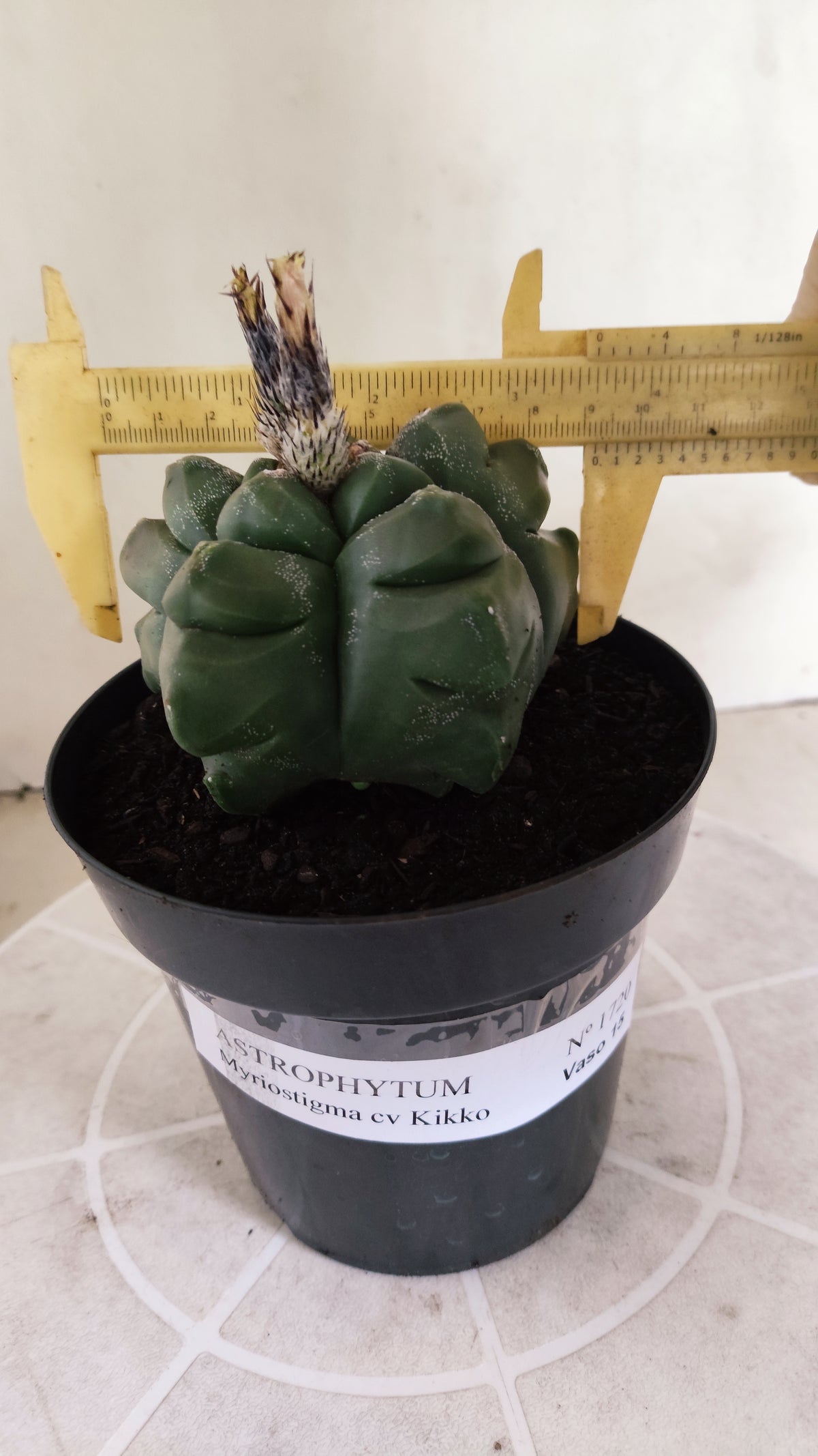 MATRIZ ASTROPHYTUM cv KIKKO  Nº 1720 – vaso 15