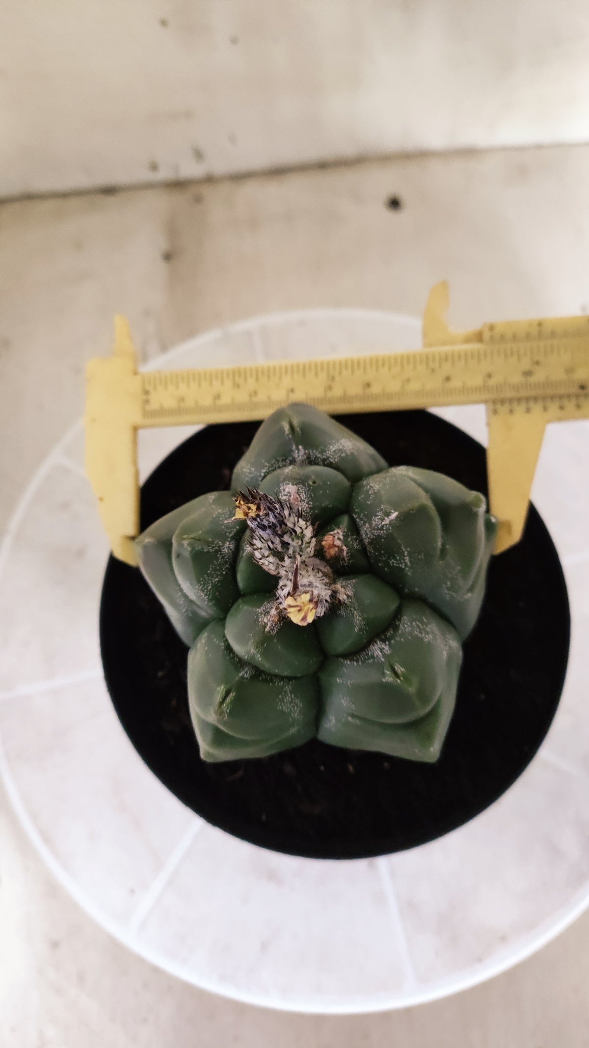 MATRIZ ASTROPHYTUM cv KIKKO  Nº 1720 – vaso 15