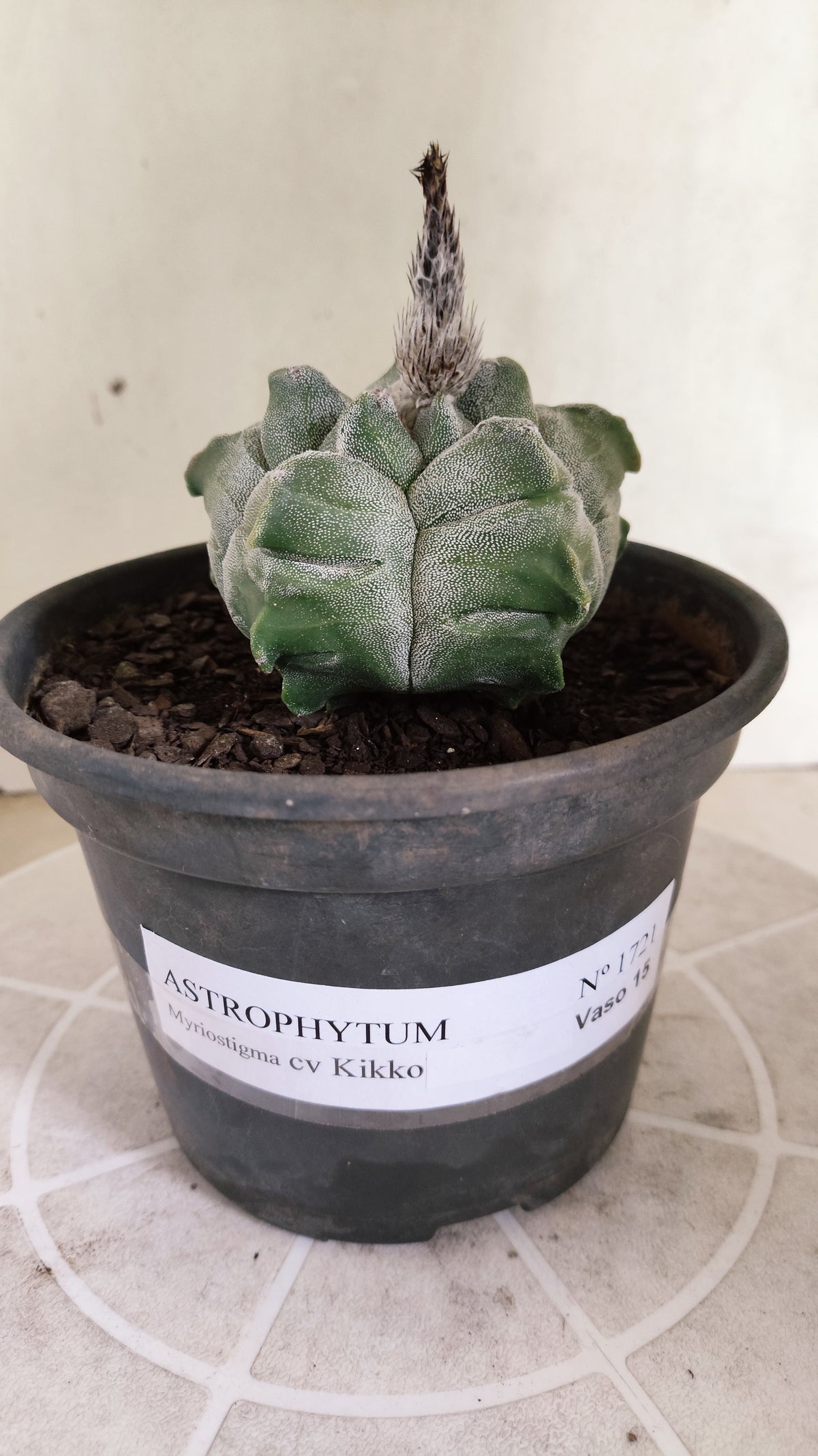 MATRIZ ASTROPHYTUM cv KIKKO  Nº 1721 – vaso 15