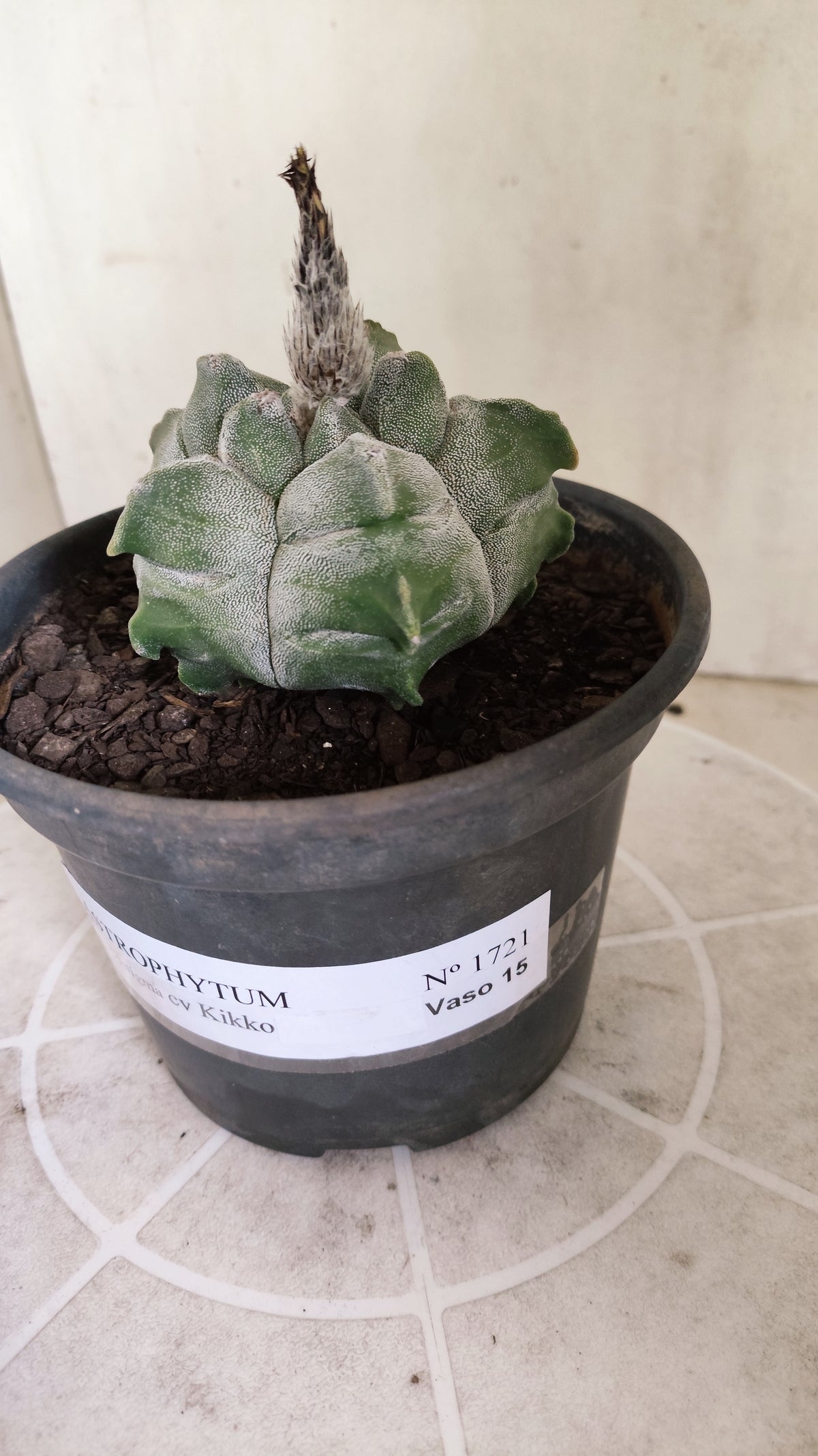 MATRIZ ASTROPHYTUM cv KIKKO  Nº 1721 – vaso 15